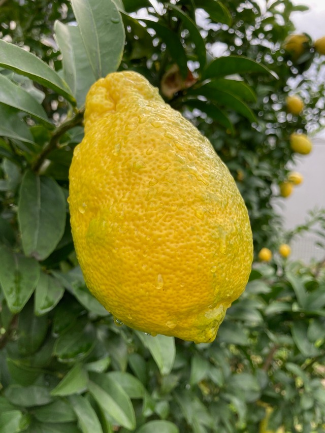 璃の香　2㎏(送料込)　　　