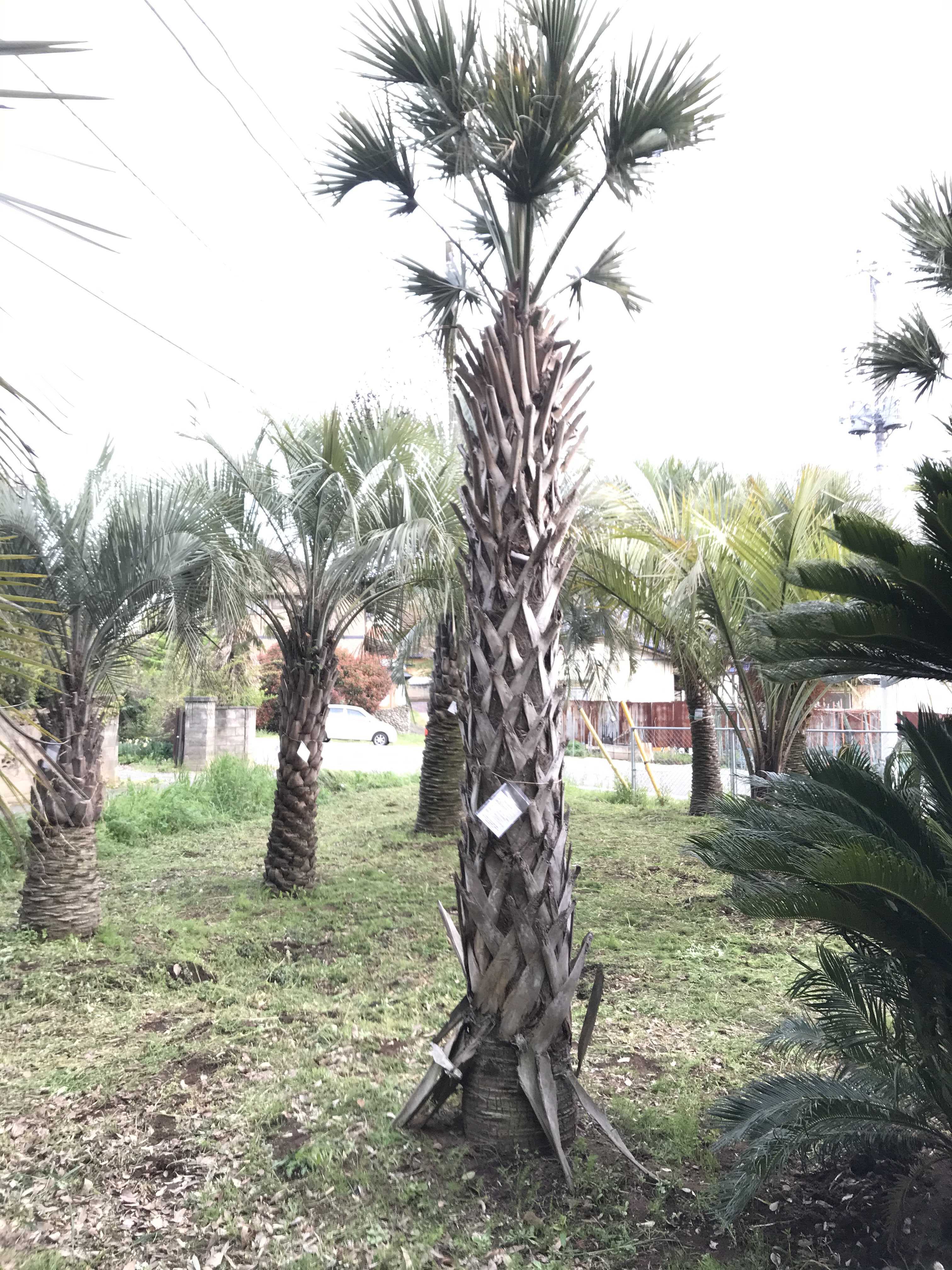 サバルヤシ 幹高3m