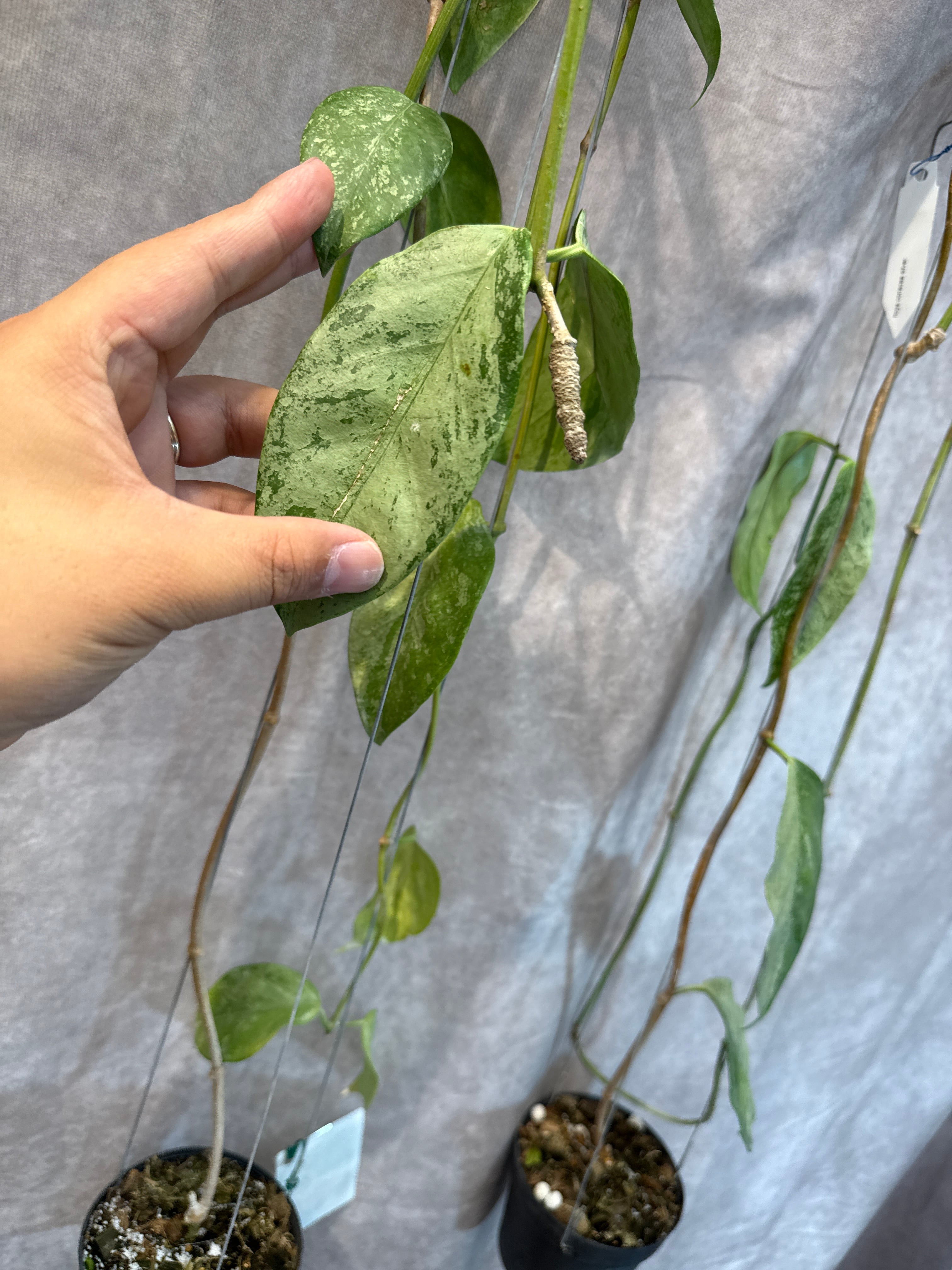 hoya coriacea silver / ホヤ コリアセア シルバー | Gardenえん