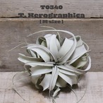 【送料無料】キセログラフィカM〔エアプランツ〕現品発送T0340