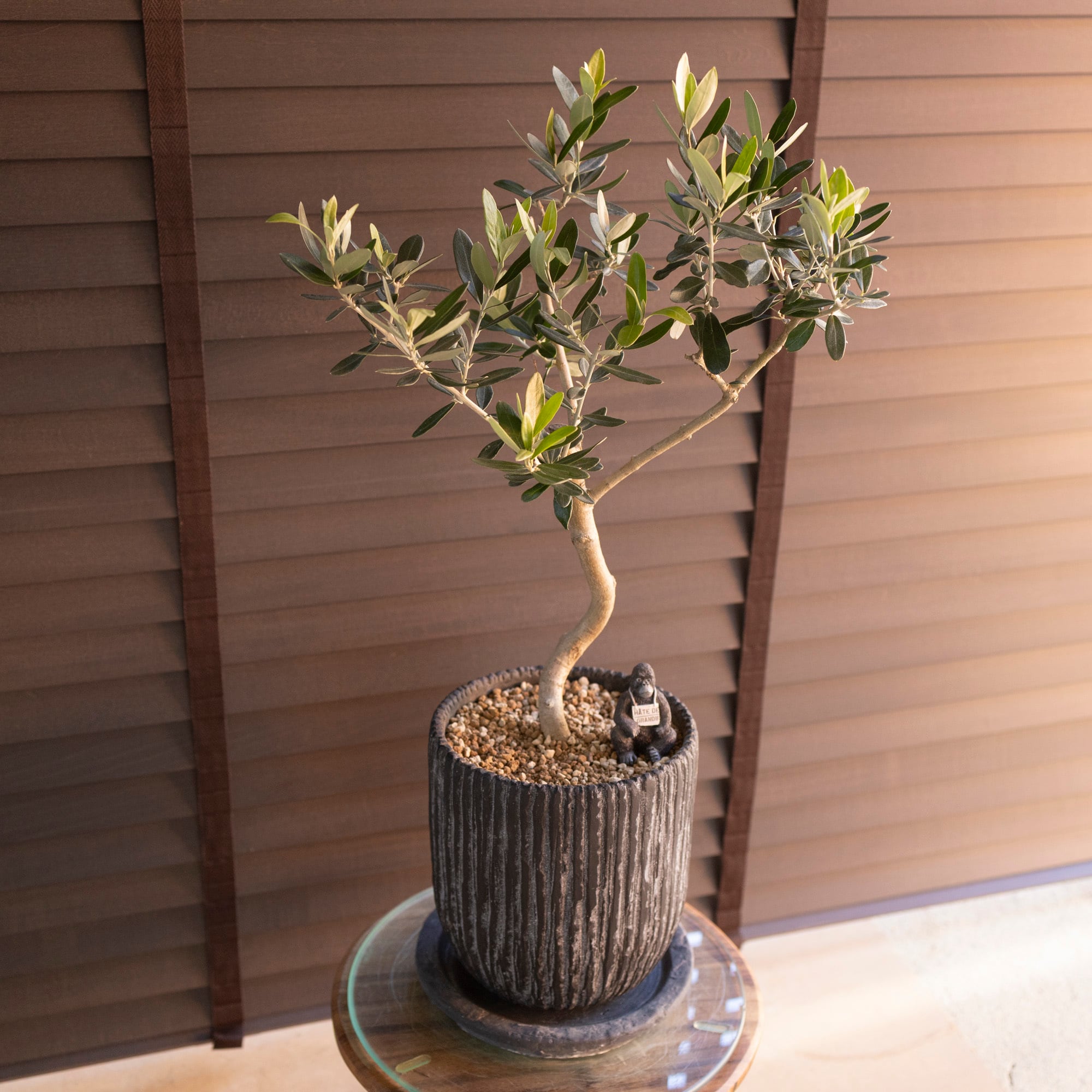 Olive ねじり仕立て オリーブの木 6号 モライオロ Molaioro オリーブ