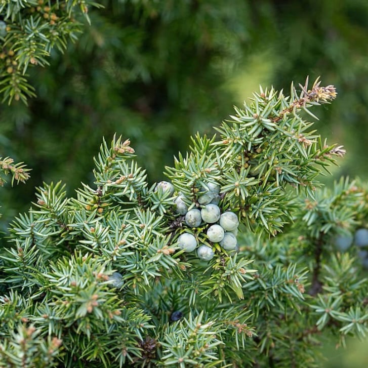 【WOTE精油】ジュニパーベリー（5ml）針葉と果実