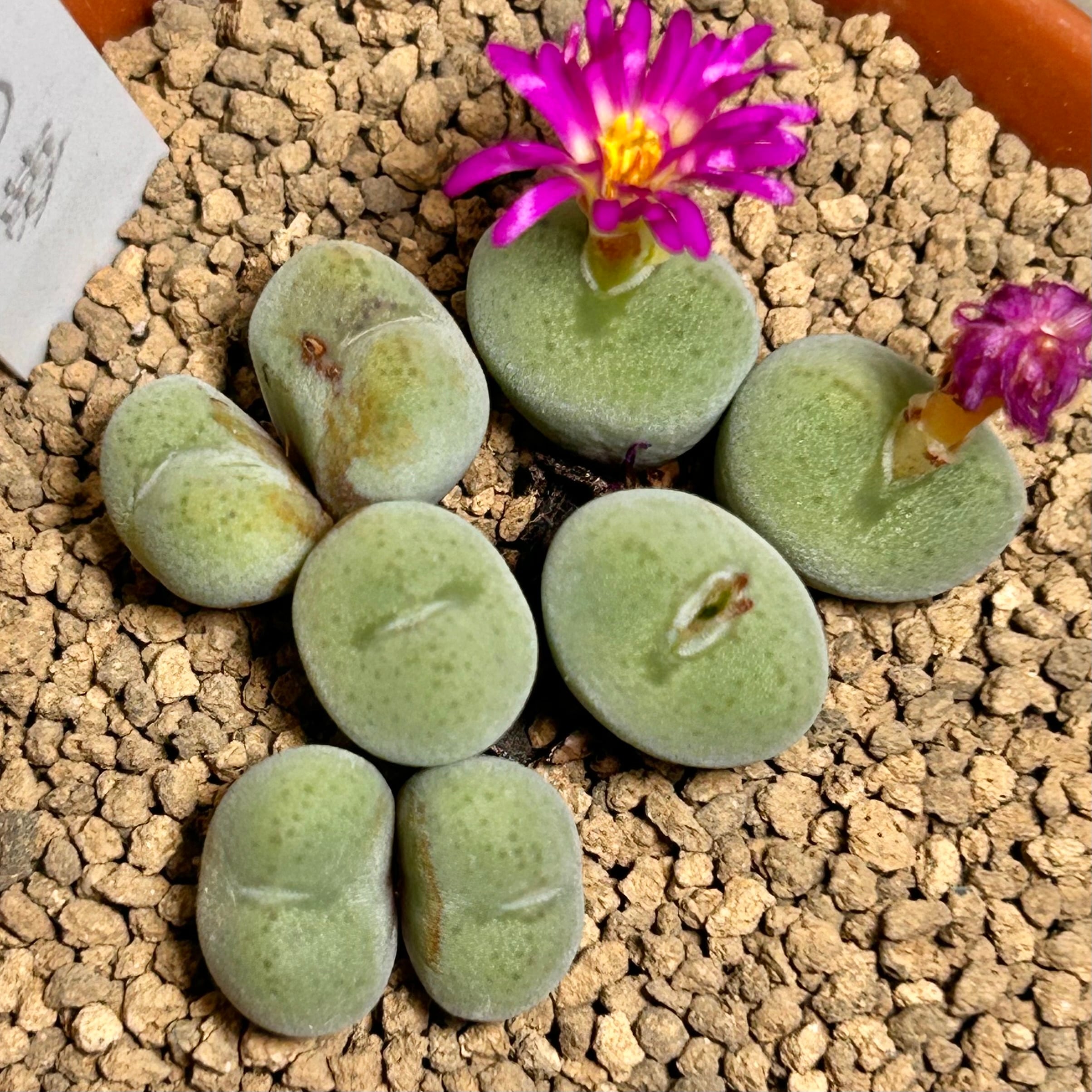 秋の夢 コノフィツム | RuPo 多肉植物専門店