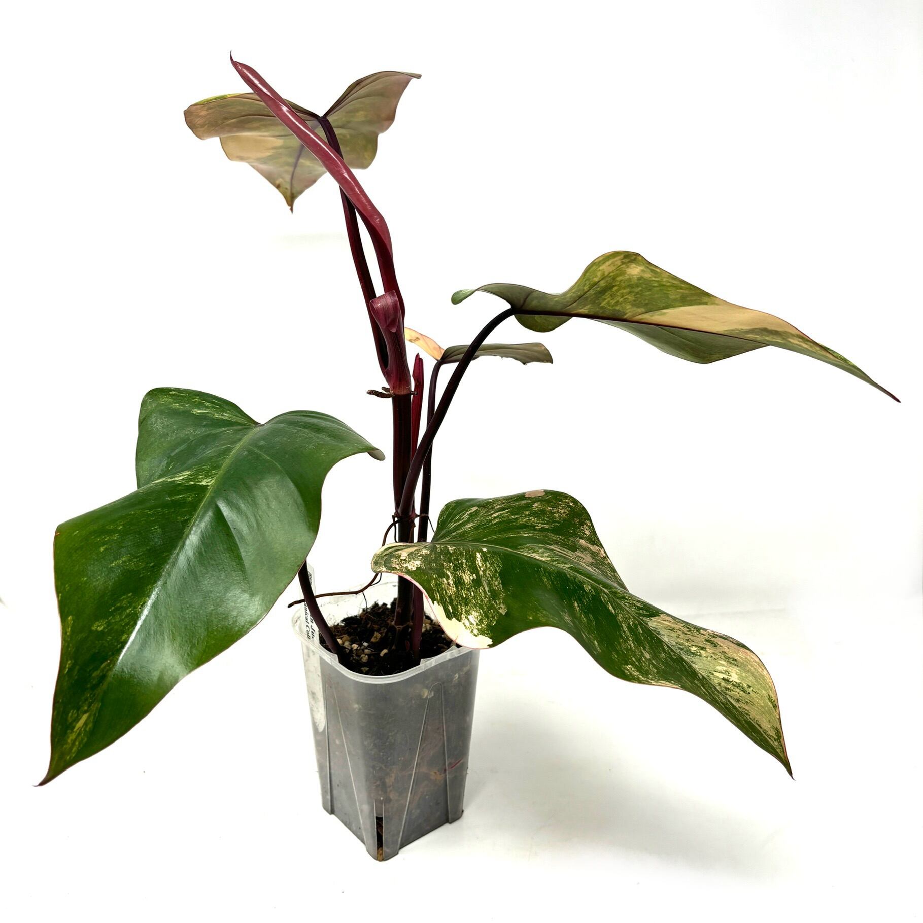 ストロベリーシェイク フィロデンドロン Philodendron 園芸ネット本店