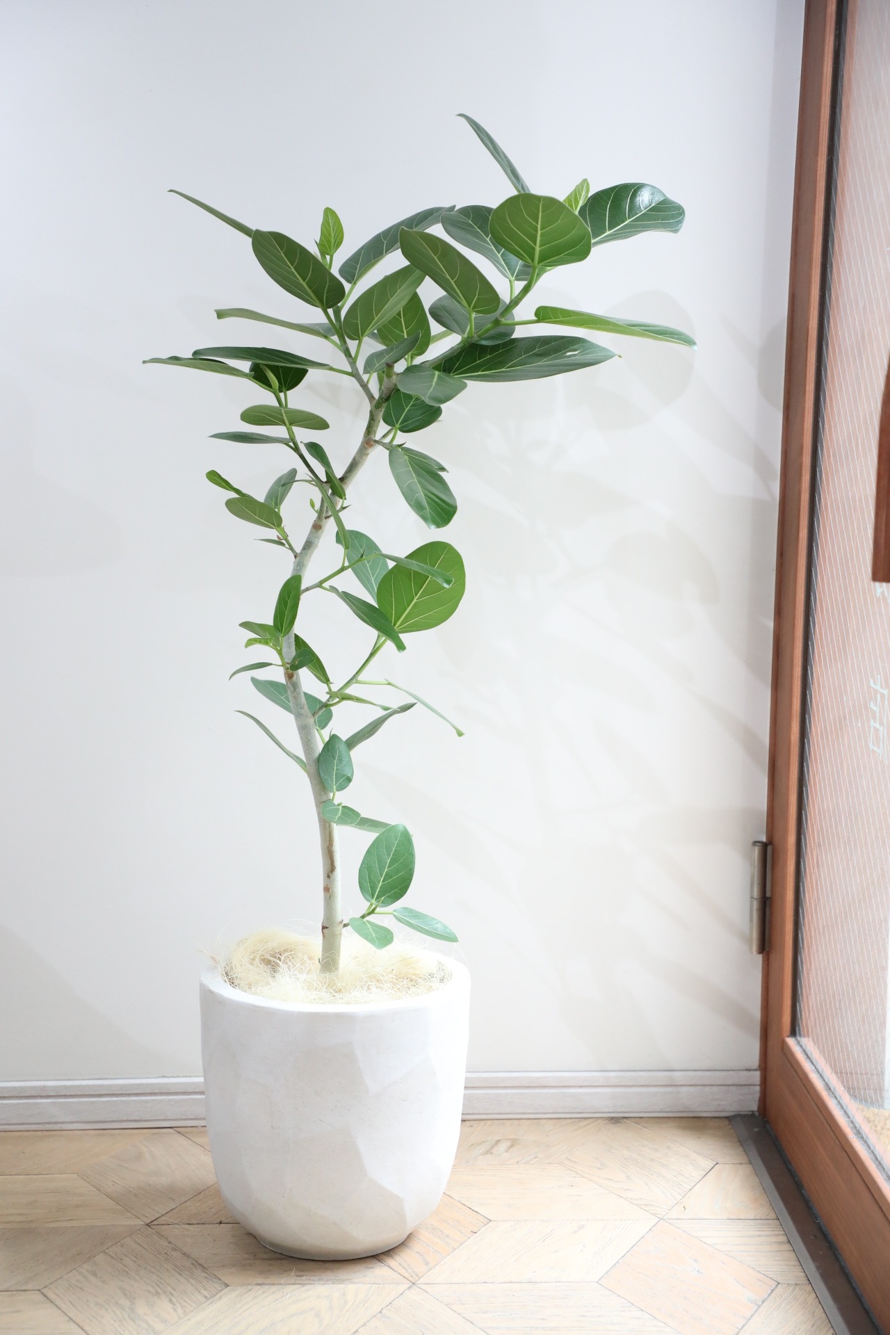 【L/120cm】フィカス ベンガレンシス/Ficus benghalensis