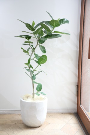 【L/120cm】フィカス ベンガレンシス/Ficus benghalensis