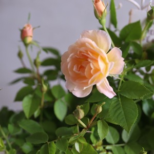 mondimanche 寄せ植え　ミニバラプリズムとシャビーポット｜届いてすぐ玄関に飾れる 　プレゼントにもオススメ　