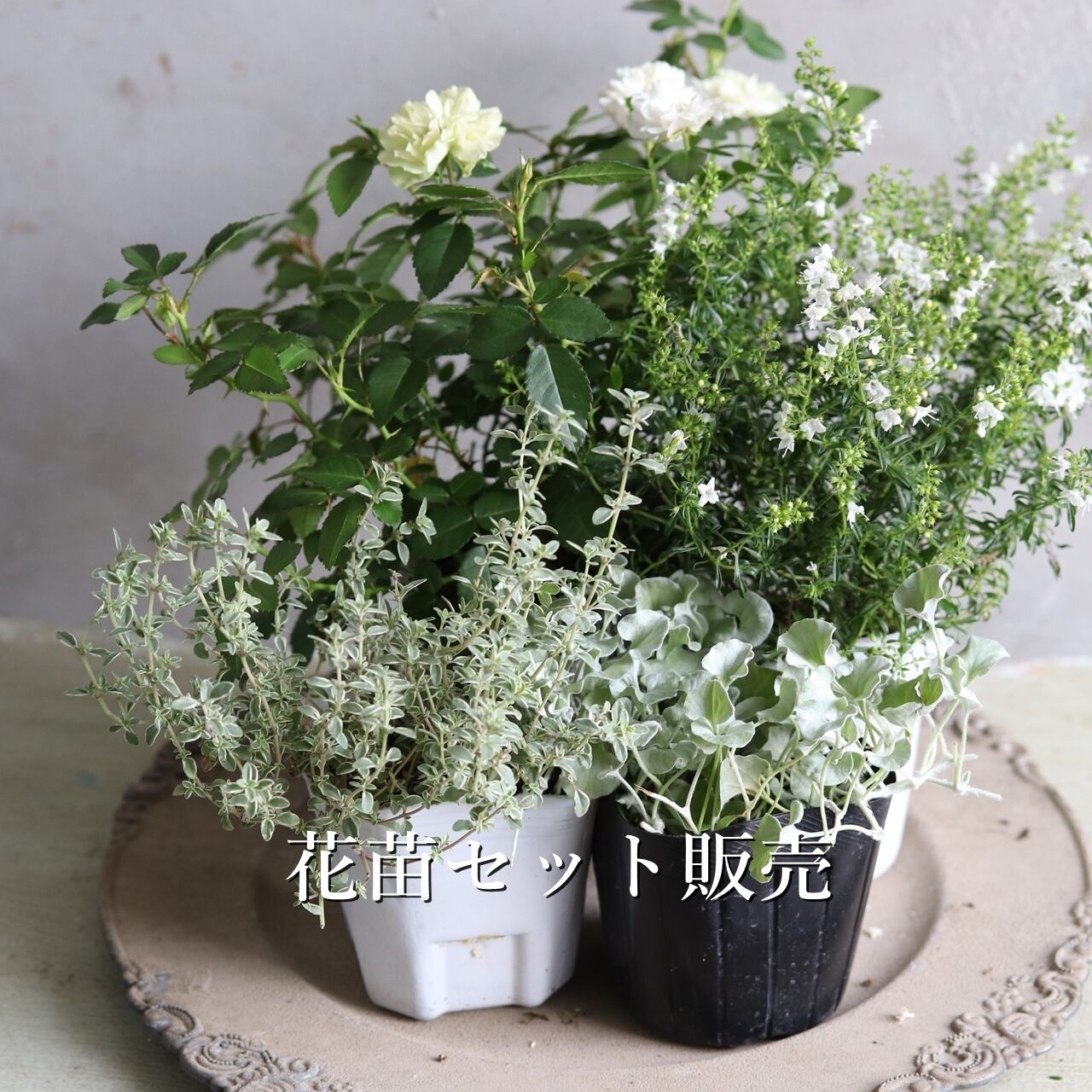 オーダー寄せ植えご相談ページ オーダー寄せ植え5000円 | 寄せ植え お花のプレゼント