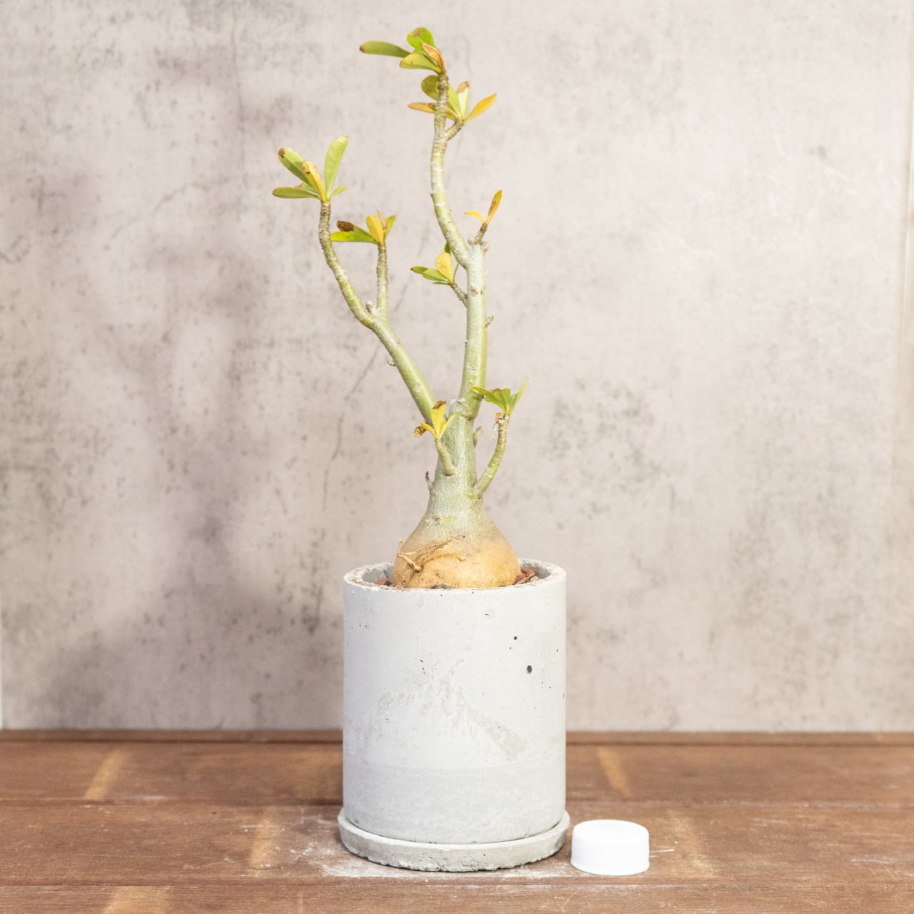 アデニウム・オベスム｜丸い塊根×スタイリッシュ枝ぶりの一点物【手作りモルタル鉢】