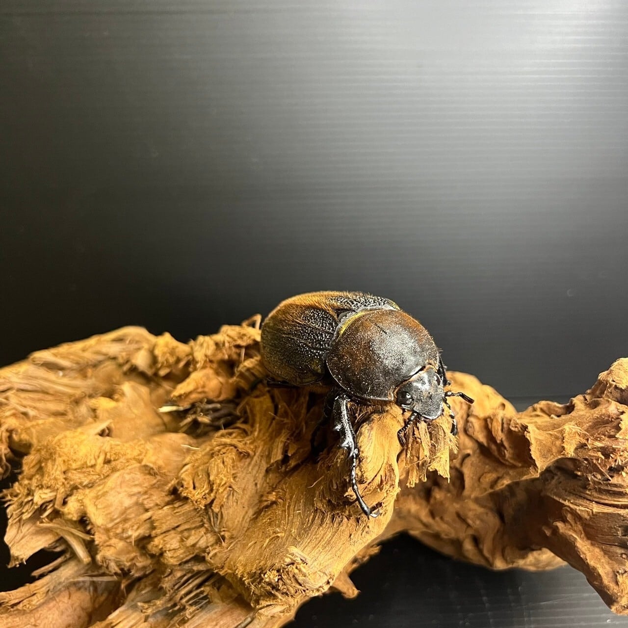 70.3mm】即ブリ可能DHヘラクレスオオカブト・メス単品 | Pay ID