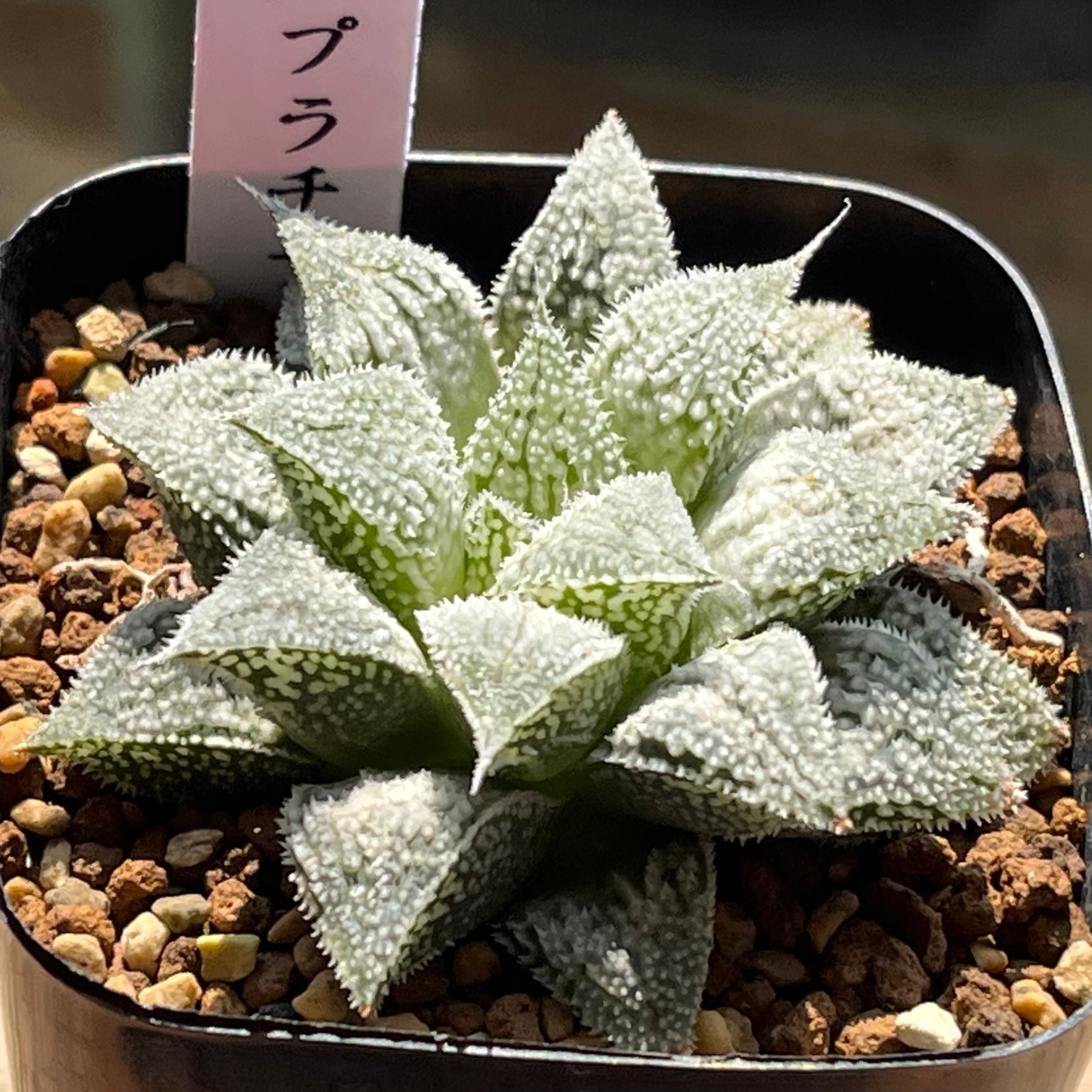 ハオルチア アトロフスカミュータント錦 | mocono_plants