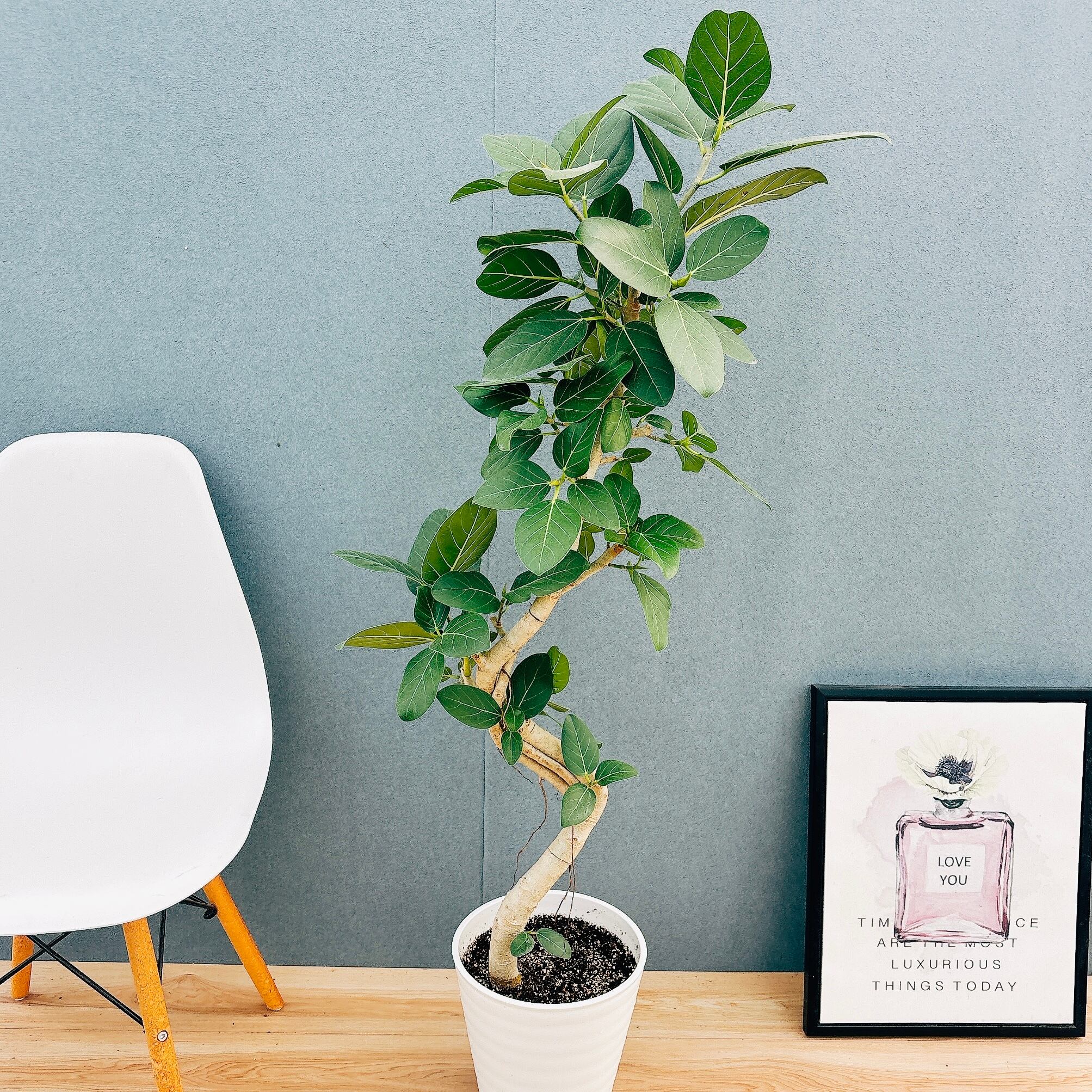 現品】ドラセナ・カンボジアーナ 多頭 マルチヘッド 8号 WB番 現品