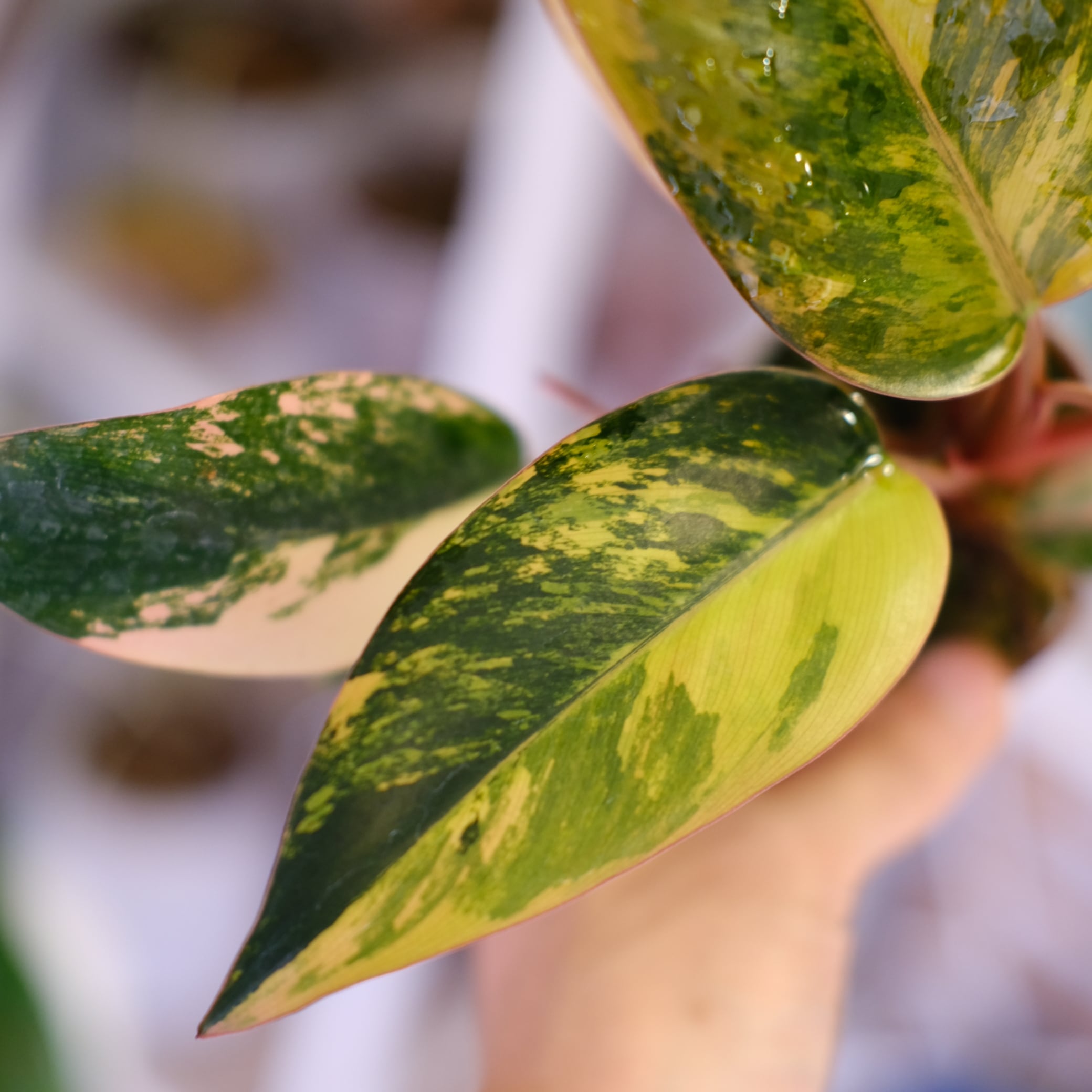 フィロデンドロン・レッドコンゴ⑤│Philodendron Red Congo｜観葉植物