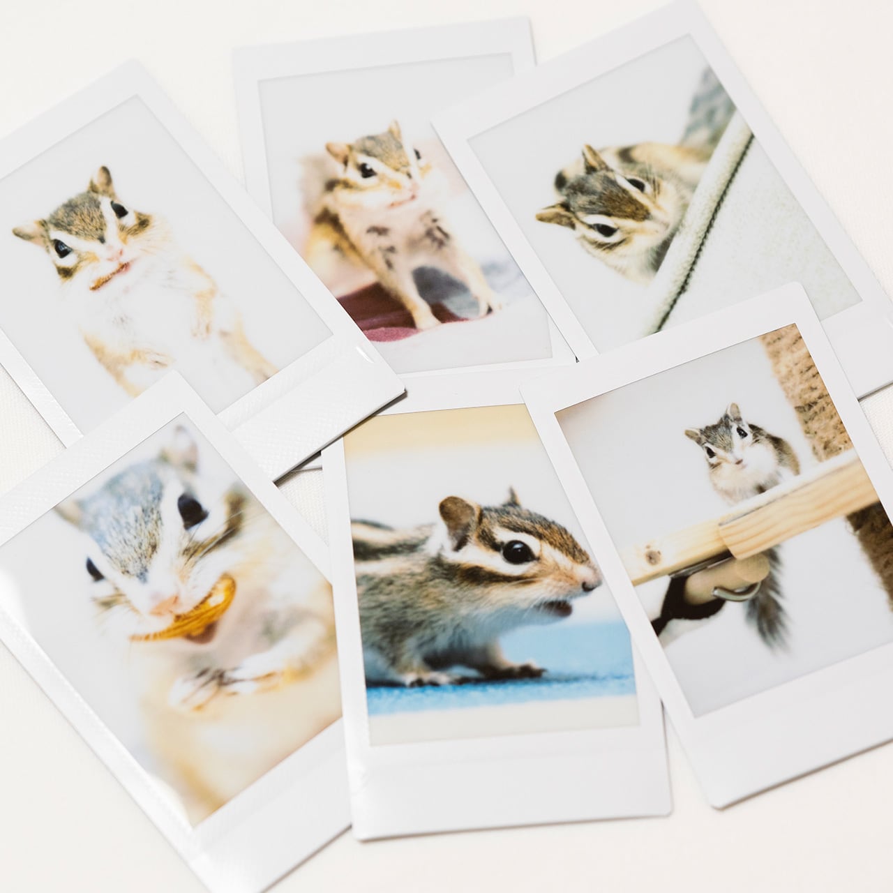 5 lines SHOP -シマリス好きのためのシマリストア-