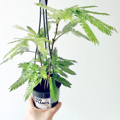 エバーフレッシュ ネムノキ 観葉植物 calm cafe