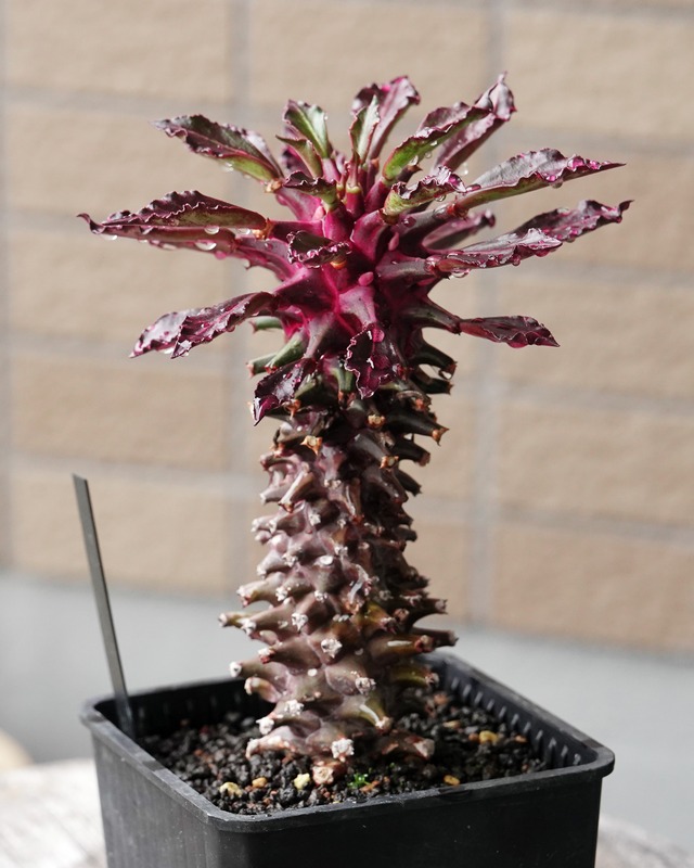 抜き苗 モナデニウム タンザニアレッド Monadenium 'Tanzania Red'