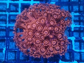 SelectionBaliShip Goniopora FromMakassar Red