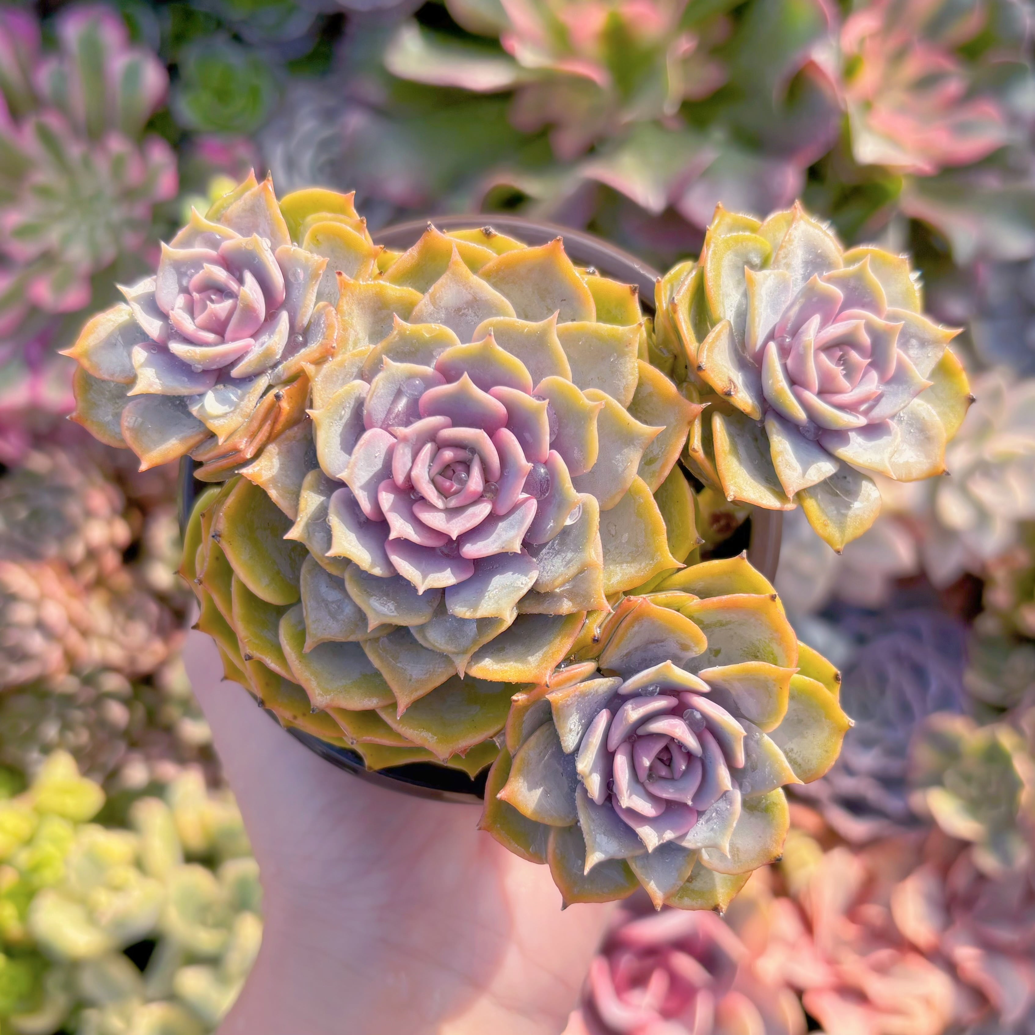 現品　ピンクローラ#M199   群生　古株　るる農園