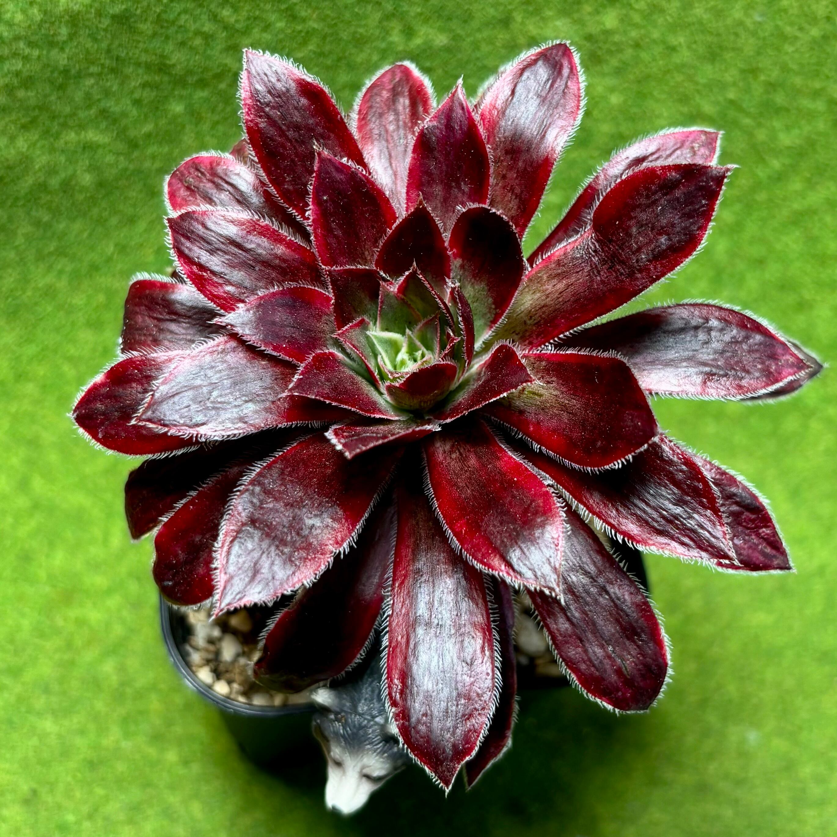 マルニエリアナ | 多肉植物 豆彦商店