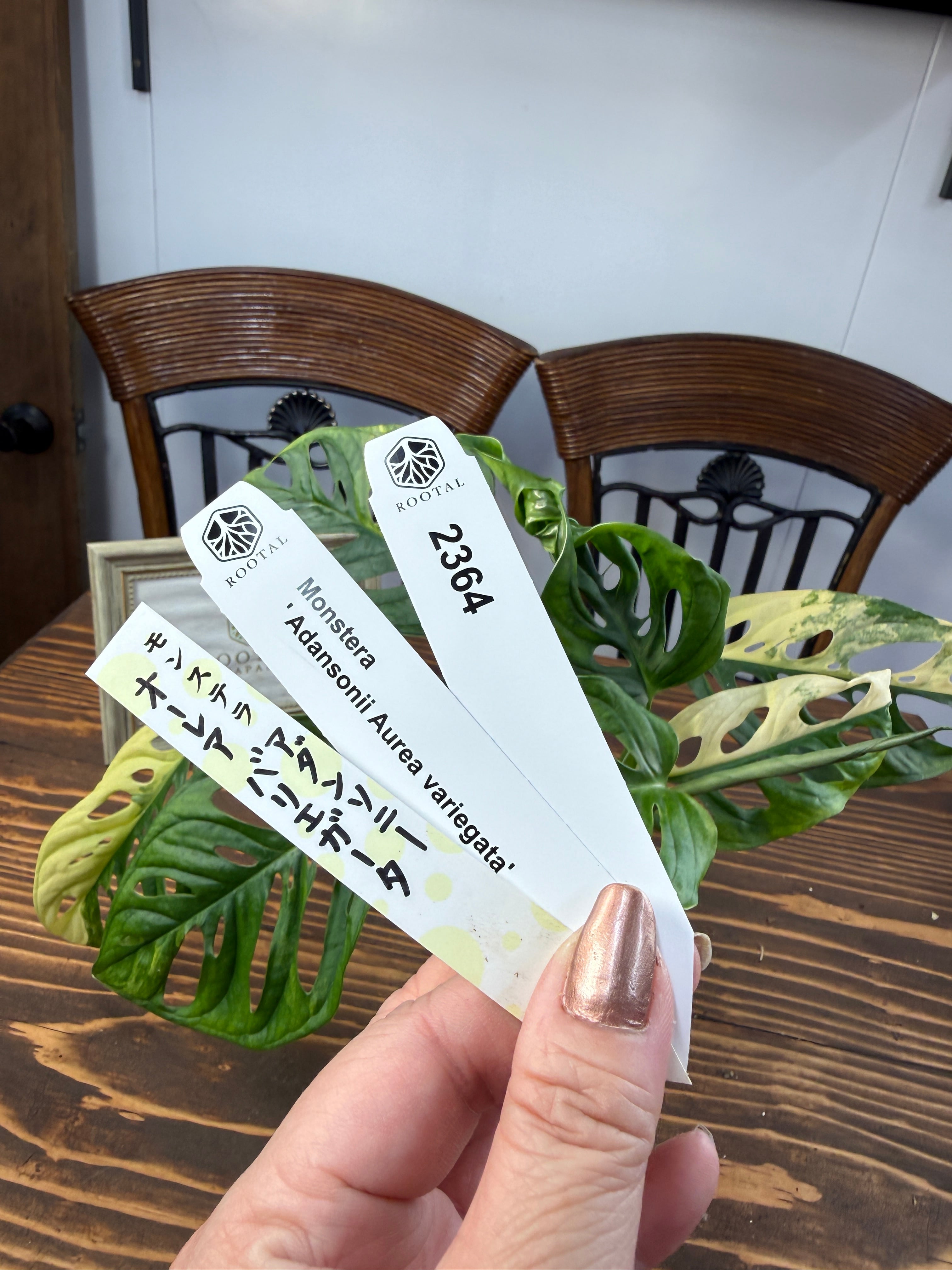 ★2364【魅了する美しさ】モンステラ アダンソニーオーレアバリエガータ(黄斑)(3号ポット)※葉痛みあり
