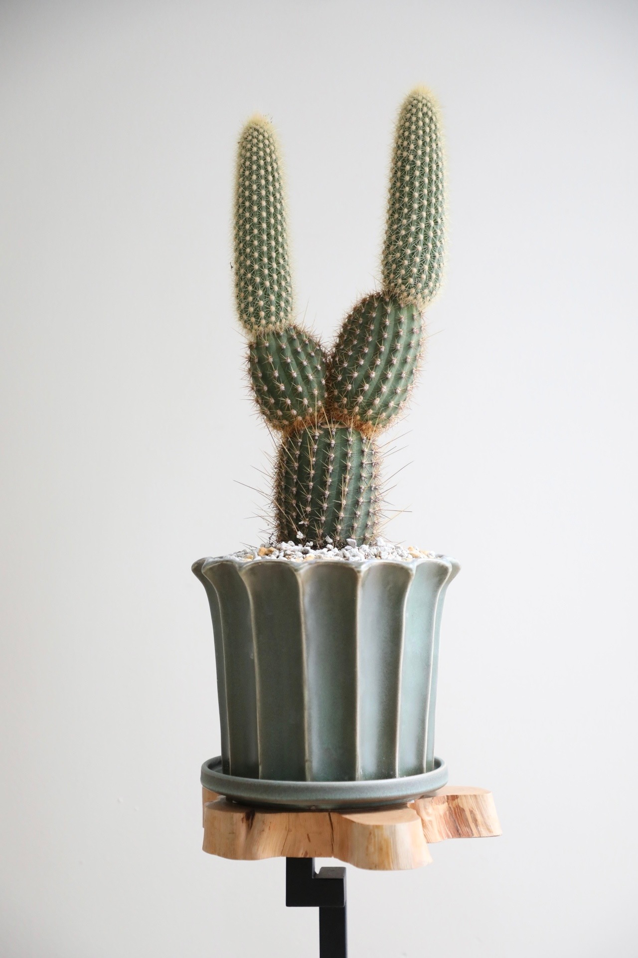 【M】金装竜(キンソウリュウ)/Espostoa guentheri　