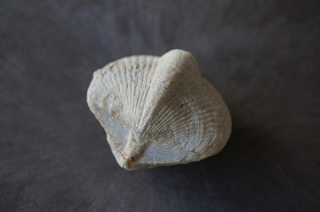 Brachiopod Fossil