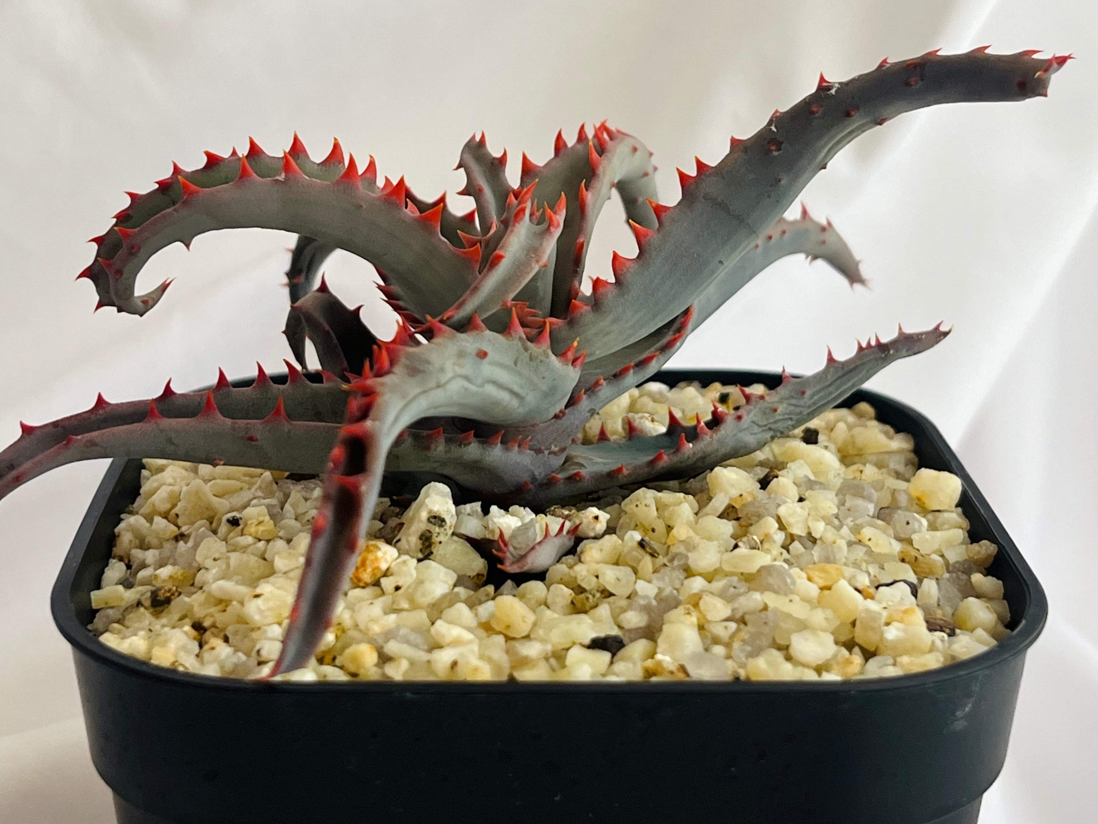 アロエ ハイブリッド ライオンフィッシュ Lion Fish 【公式通販】