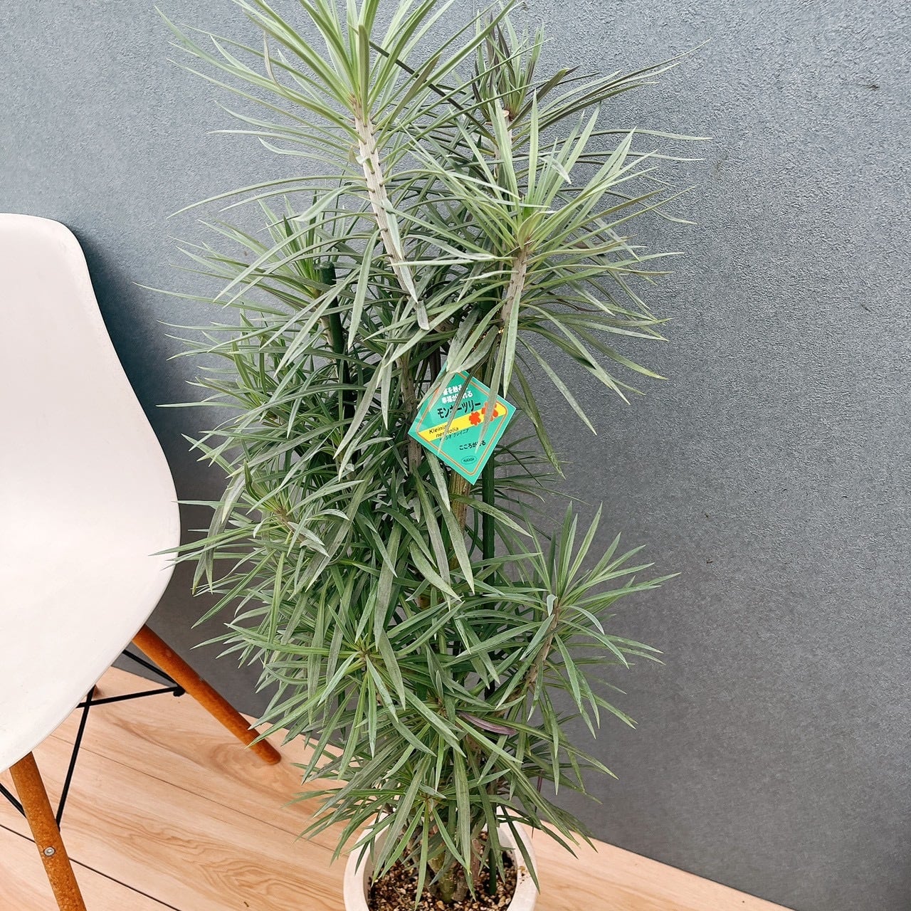 ［現品］91番　セネシオ　クレイニア　モンキーツリー 7号　レア　多肉植物 現品］☆初入荷☆ 91番 セネシオ クレイニア モンキーツリー 7号 観葉