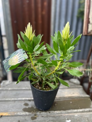 プロテア スパイキーホワイト⑥