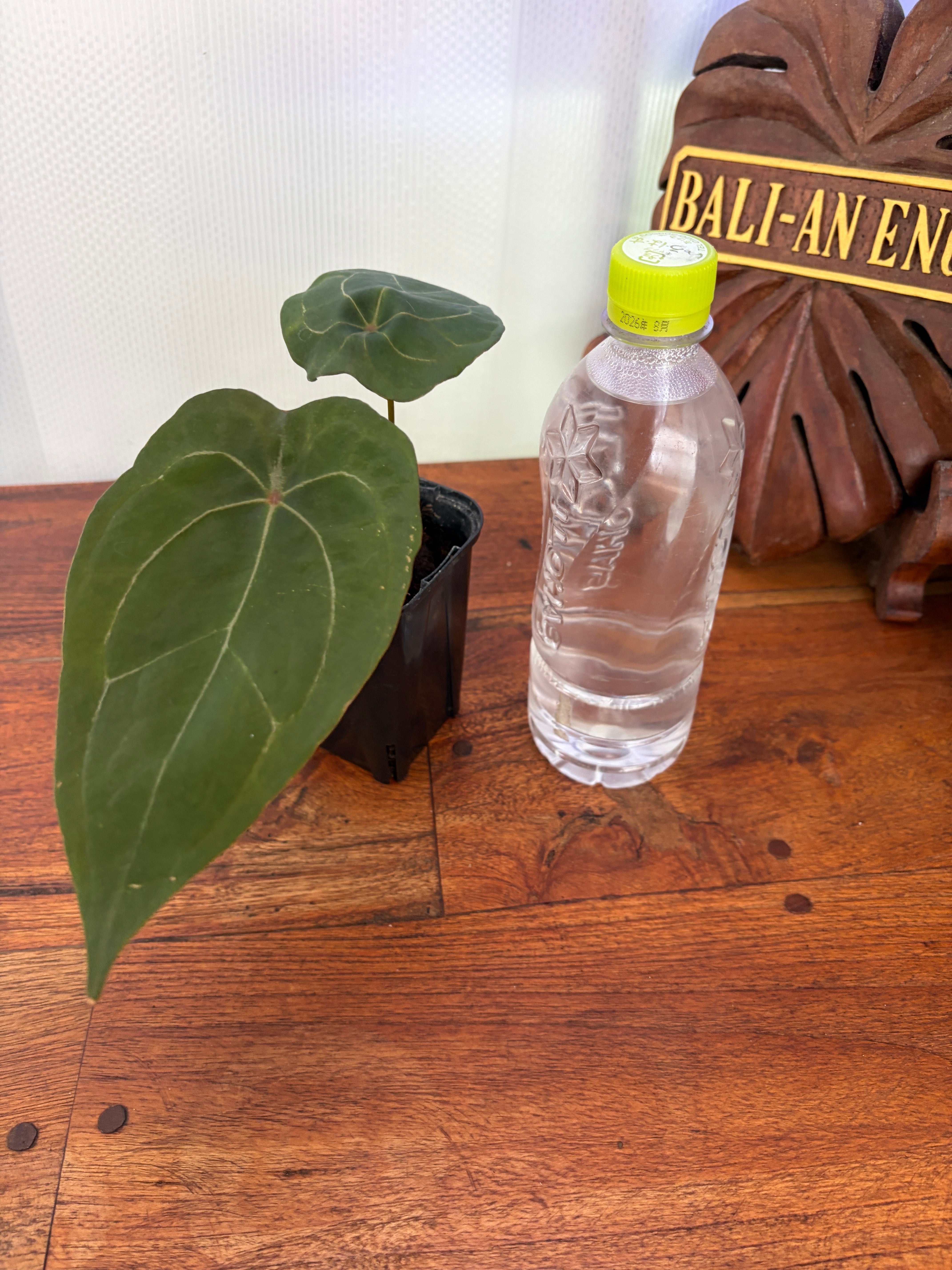Anthurium | BALI-AN 園芸