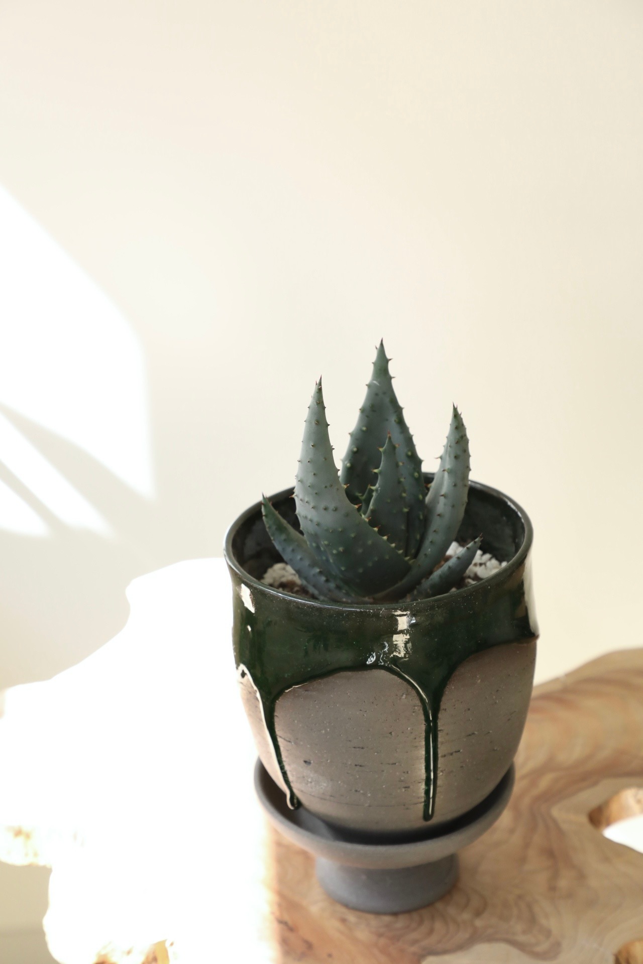 アロエ ペグレラエ/Aloe peglerae　※陶芸作家鉢付き