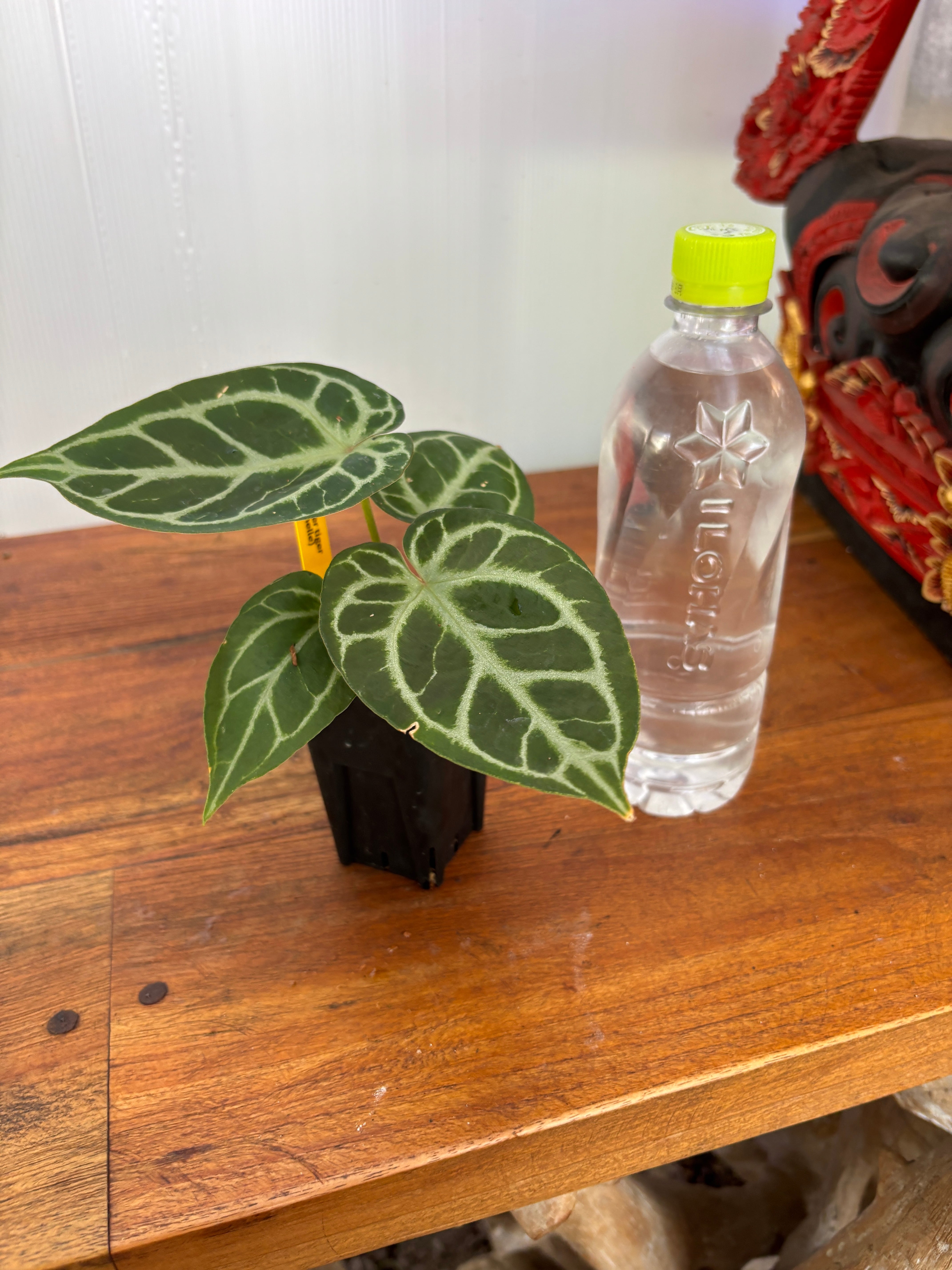 Anthurium | BALI-AN 園芸