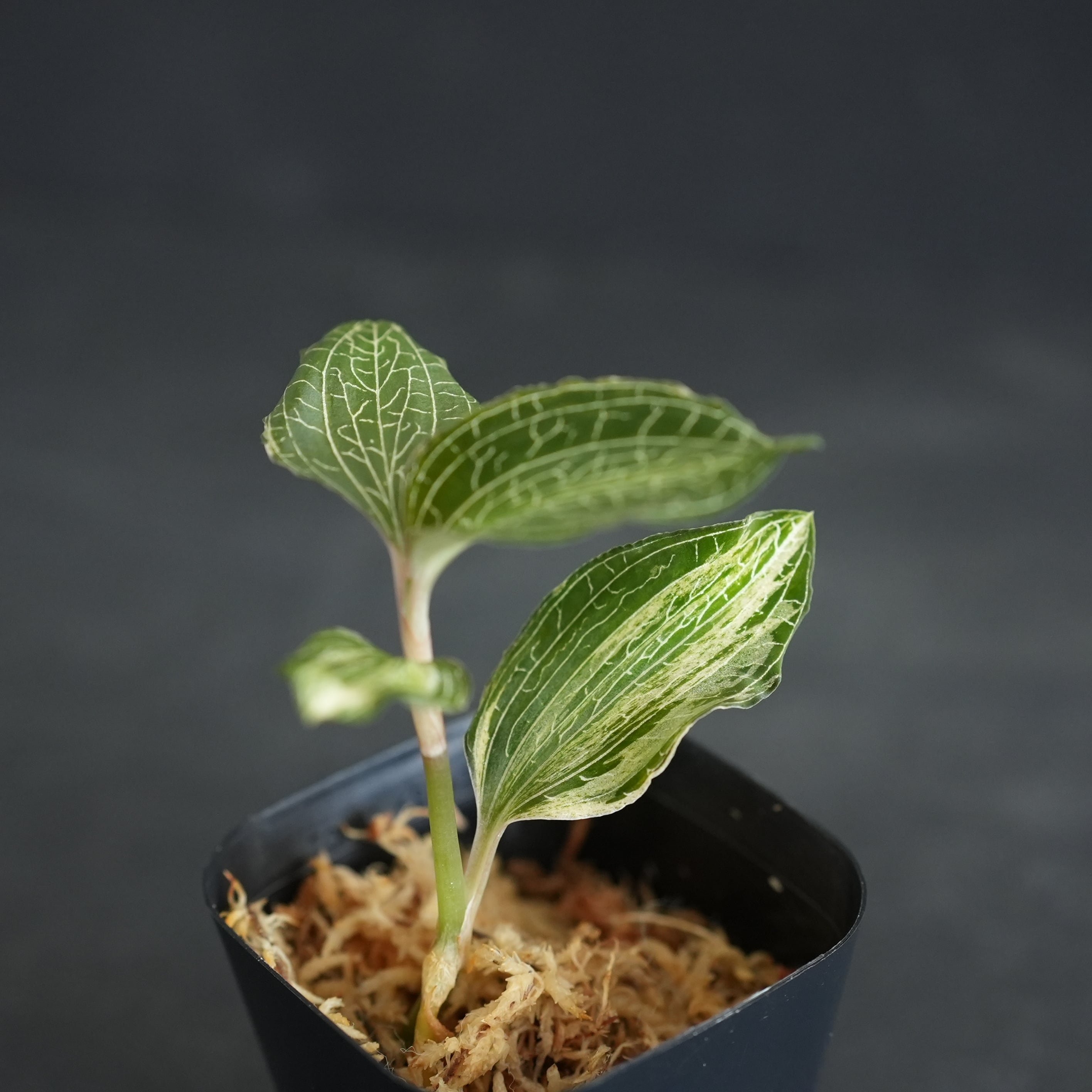 ◇現品◇Anoectochilus roxburghii 'Nail' 斑入り【ジュエルオーキッド
