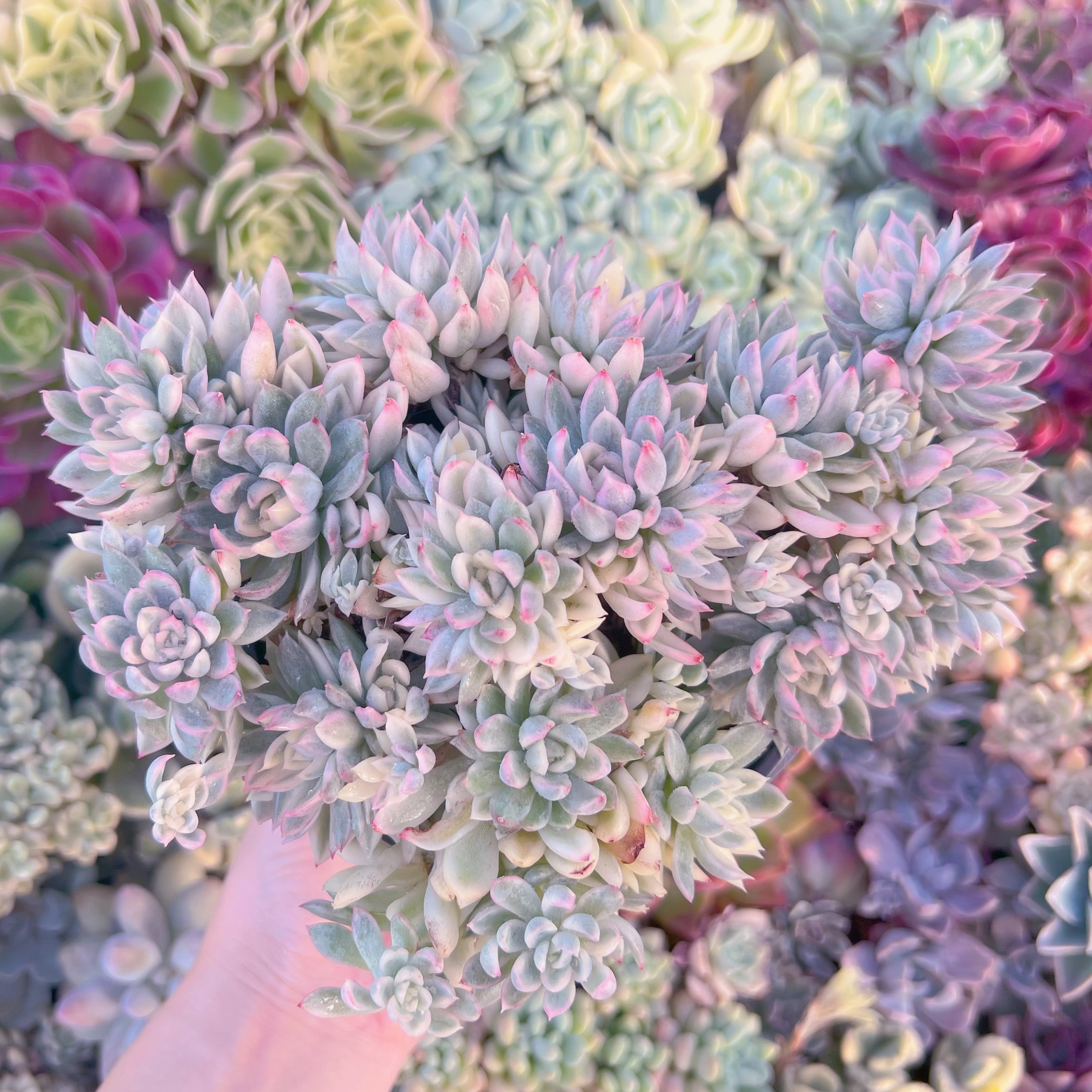 現品　女雛錦#F080　るる農園