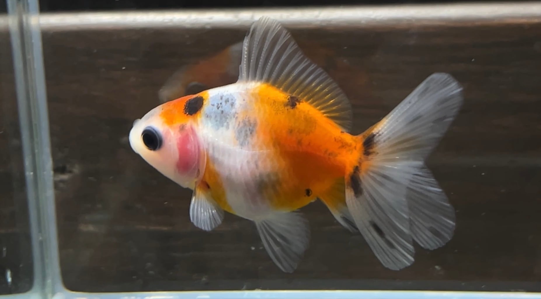 用品 咲ひかり金魚 稚魚用 緩慢沈下 100g 1個 | アクアヒーリング