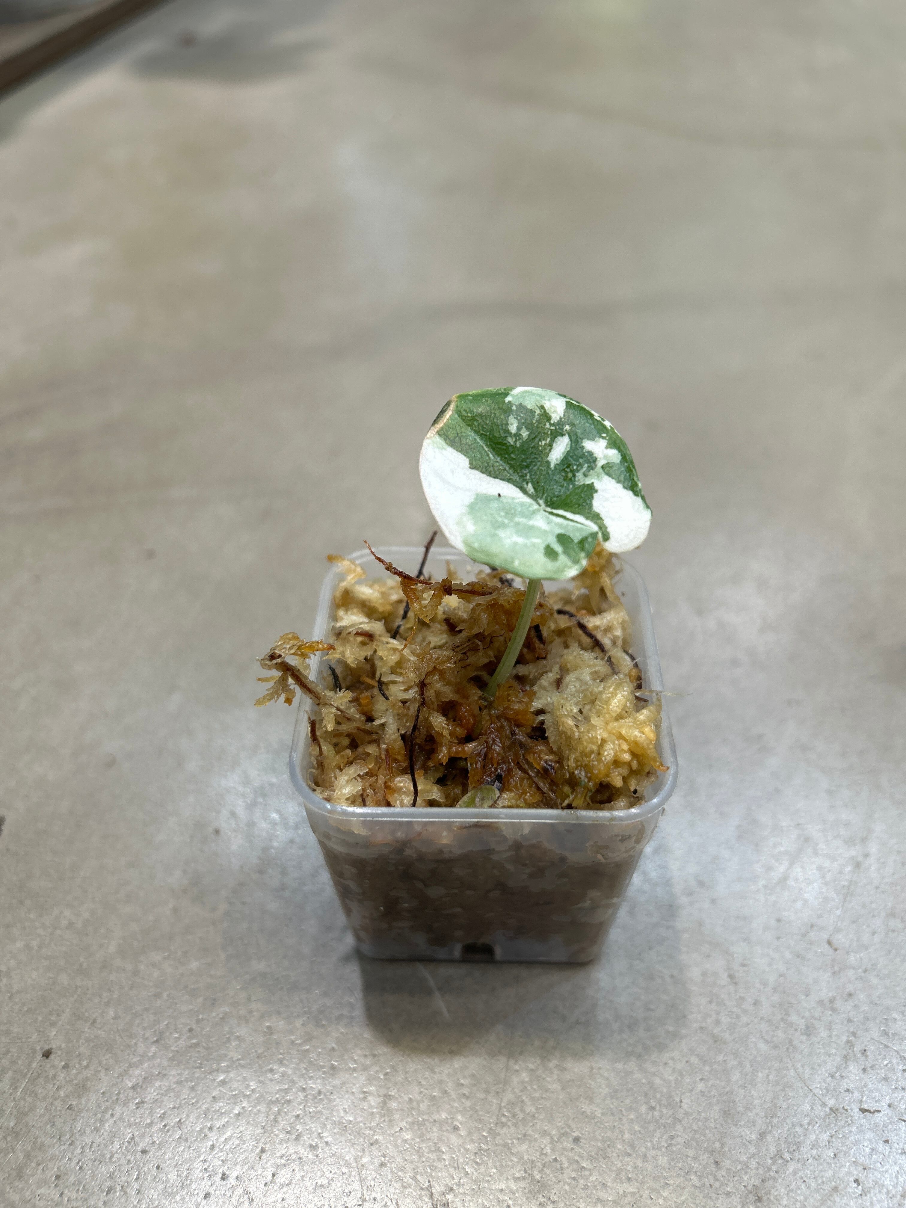 D アロカシア ニンジャ 抹茶ラテ | MIDORIYA 観葉植物専門店