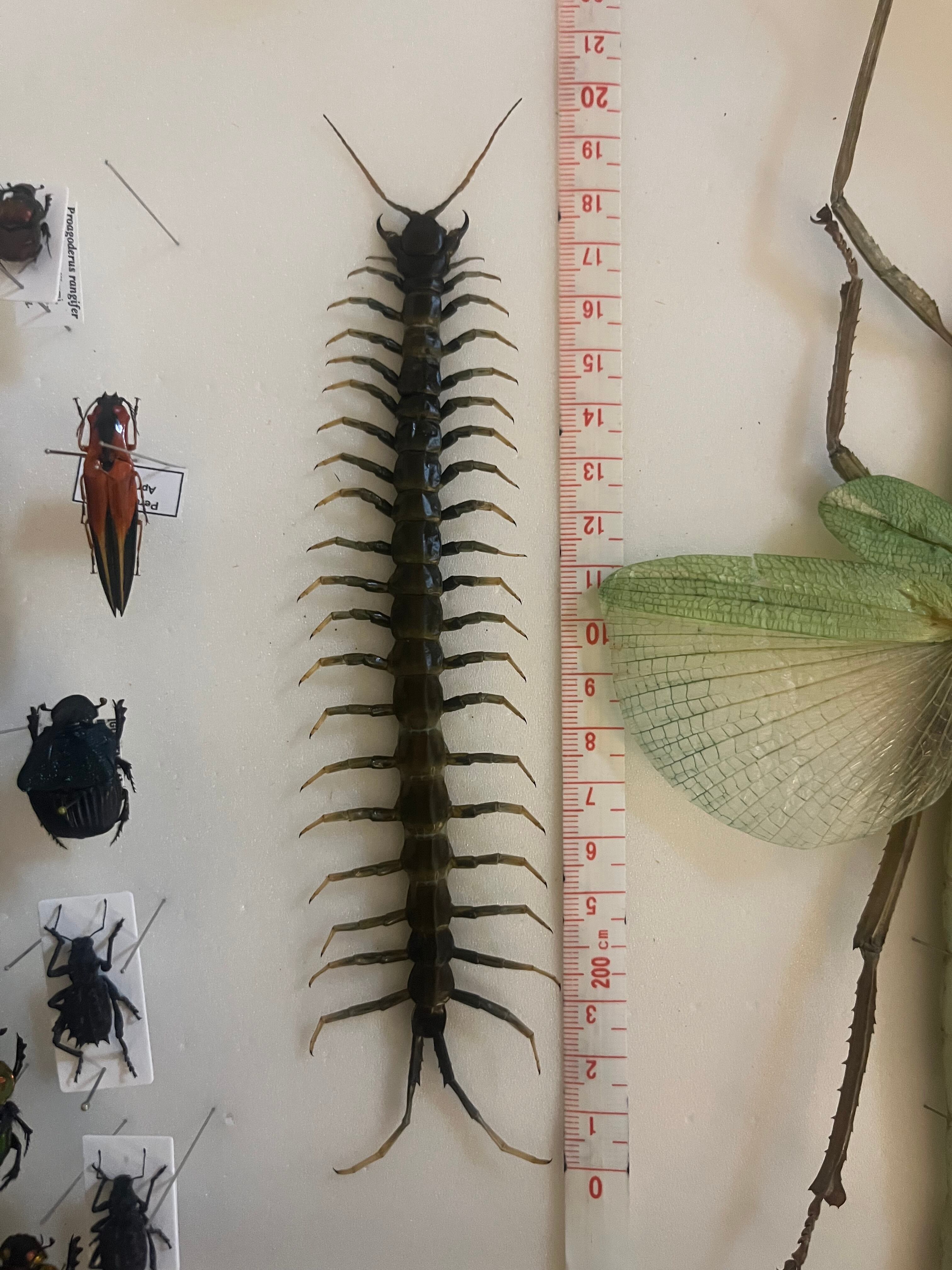 【標本】スラウェシブラックセンチピード Scolopendra 奇蟲タランチュラ 197mm】スラウェシブラックセンチピード Scolopendra subspinipes