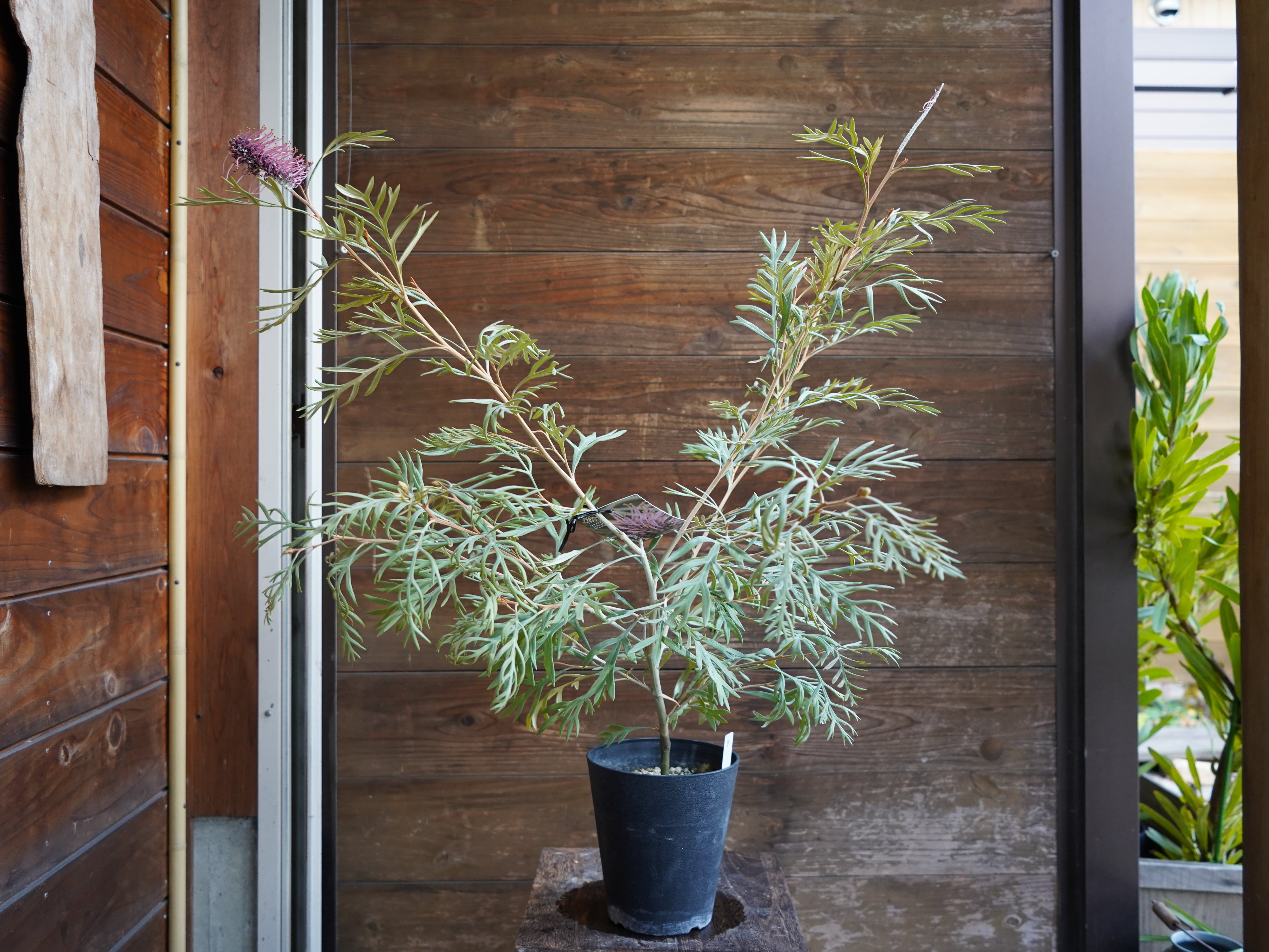 【現物】グレビレア　”ドーンパープル”　B