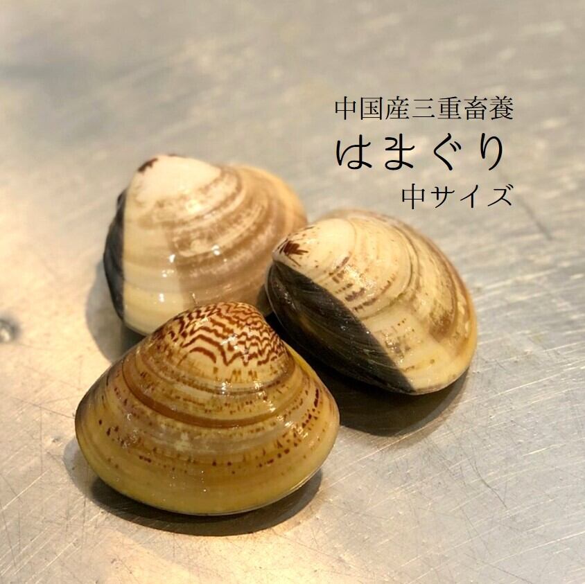 畜養はまぐり 中サイズ 2kg 1個60 70gサイズ 30個前後 ハマグリ 蛤 畜養ハマグリ２k 60 70g 冷蔵 Okawari 豊洲直送の高級海産物をお届け
