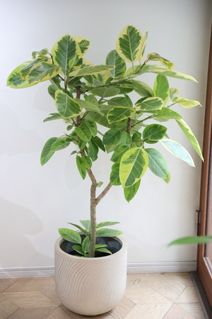 【L/133cm】フィカス アルテシマ/Ficus Altissima