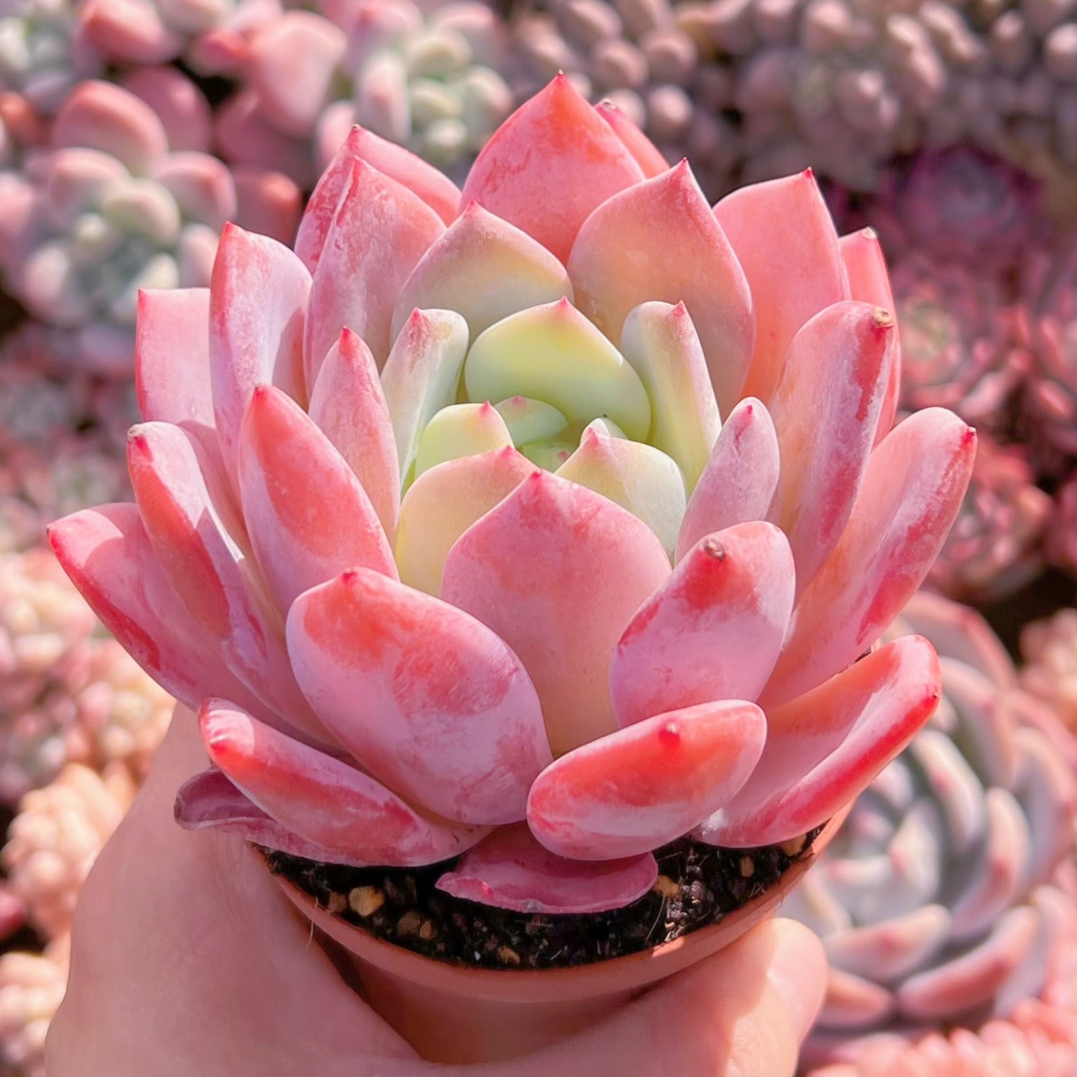 ❣️スウィートプリンセス❣️現品 エケベリア 寄せ植え 多肉弁当 多肉植物 多肉植物 スウィートプリンセス 新入荷 るる農園 | るる農園~多肉植物専門