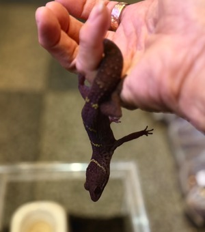 ハイナントカゲモドキ・ペア