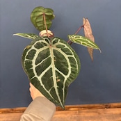 アンスリウム Michelle ミシェル【906】