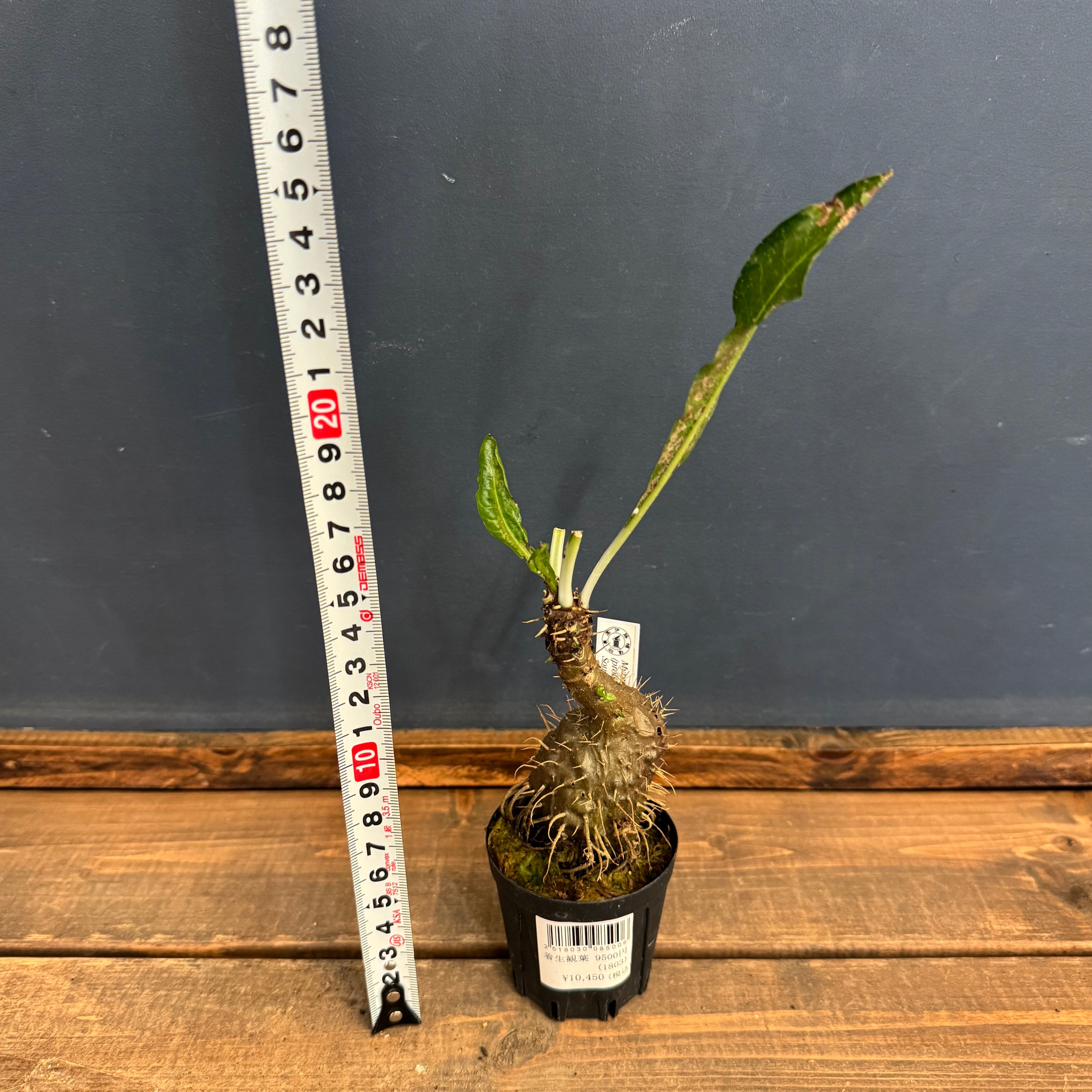 ミルメコディア alata (prolifera type, alveoli- long thorn