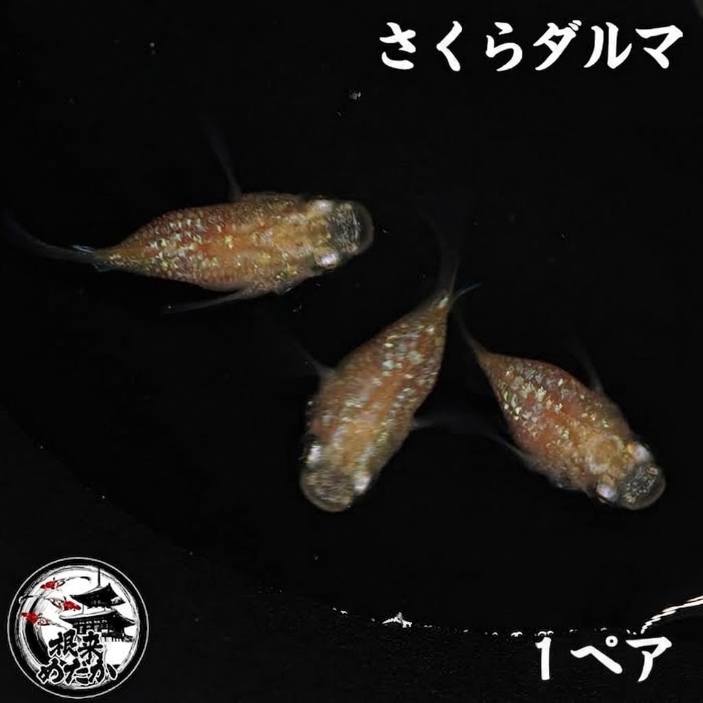 【1ペア】さくらダルマ 成魚 1.5～2cm｜改良メダカ・ダルマメダカ｜メダカ専門店 根来めだか