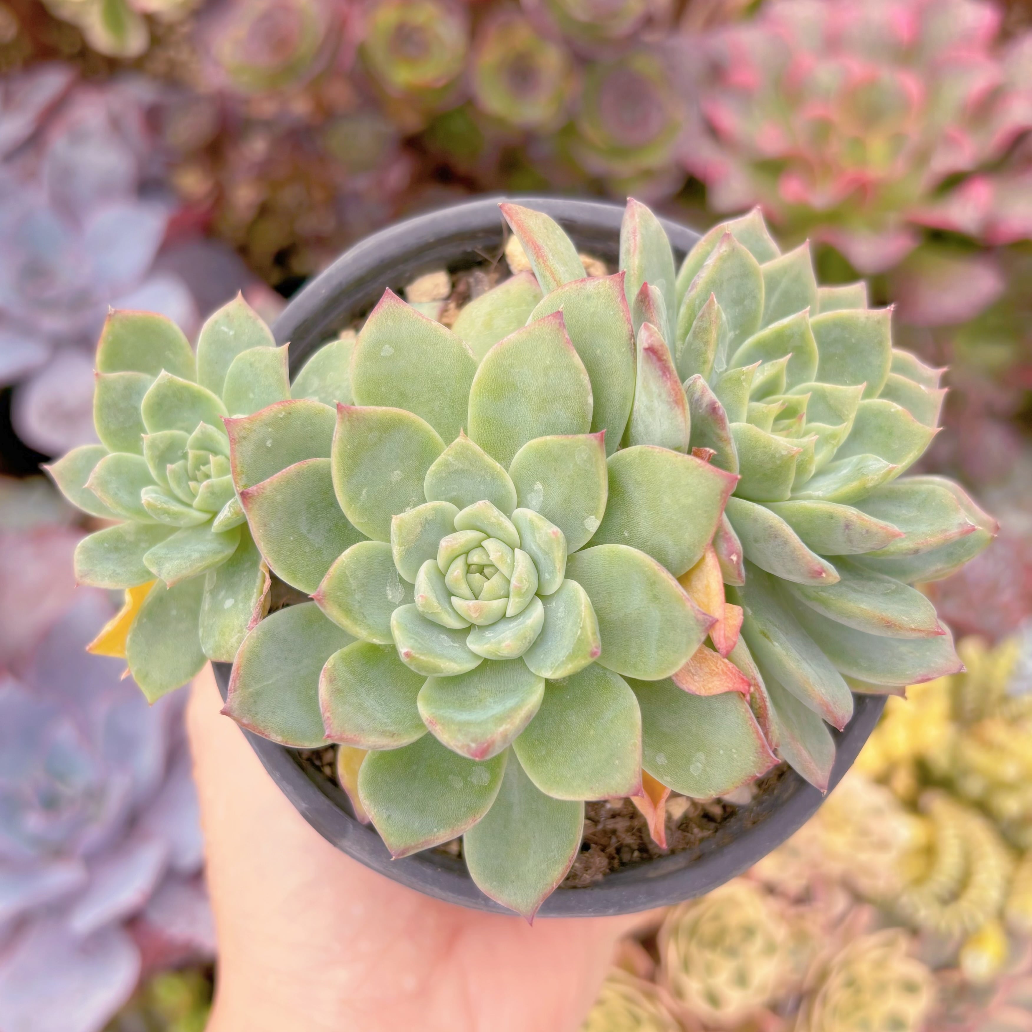 現品　インドクジャク#543　群生　るる農園