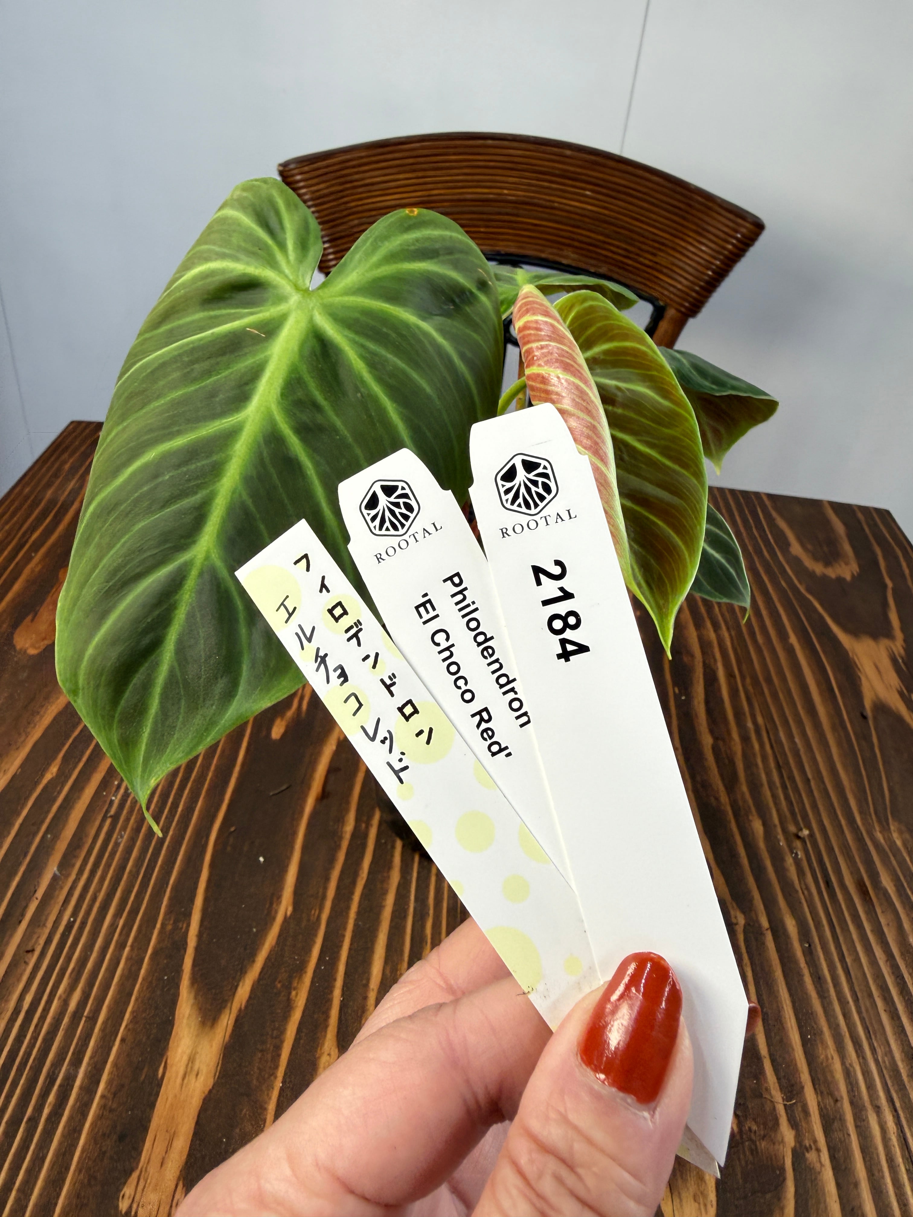 フィロデンドロン | ROOTALPLANTS