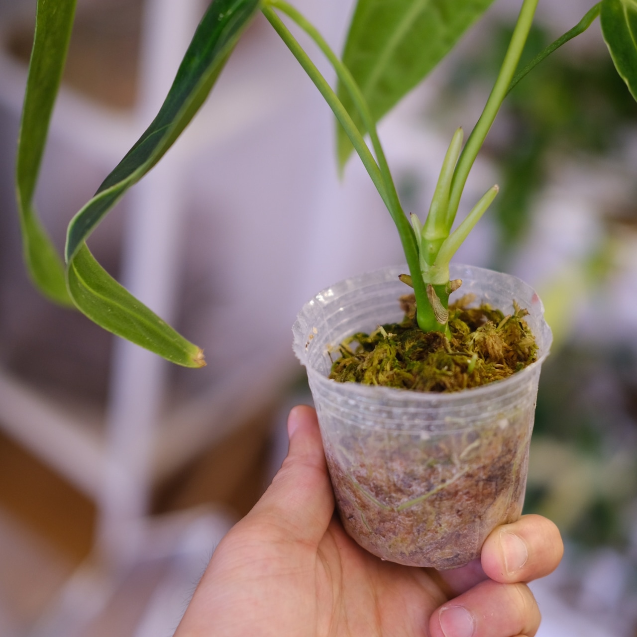 アンスリウム ワロクアーナム / Anthurium Warocqueanum㉗ / 観葉植物