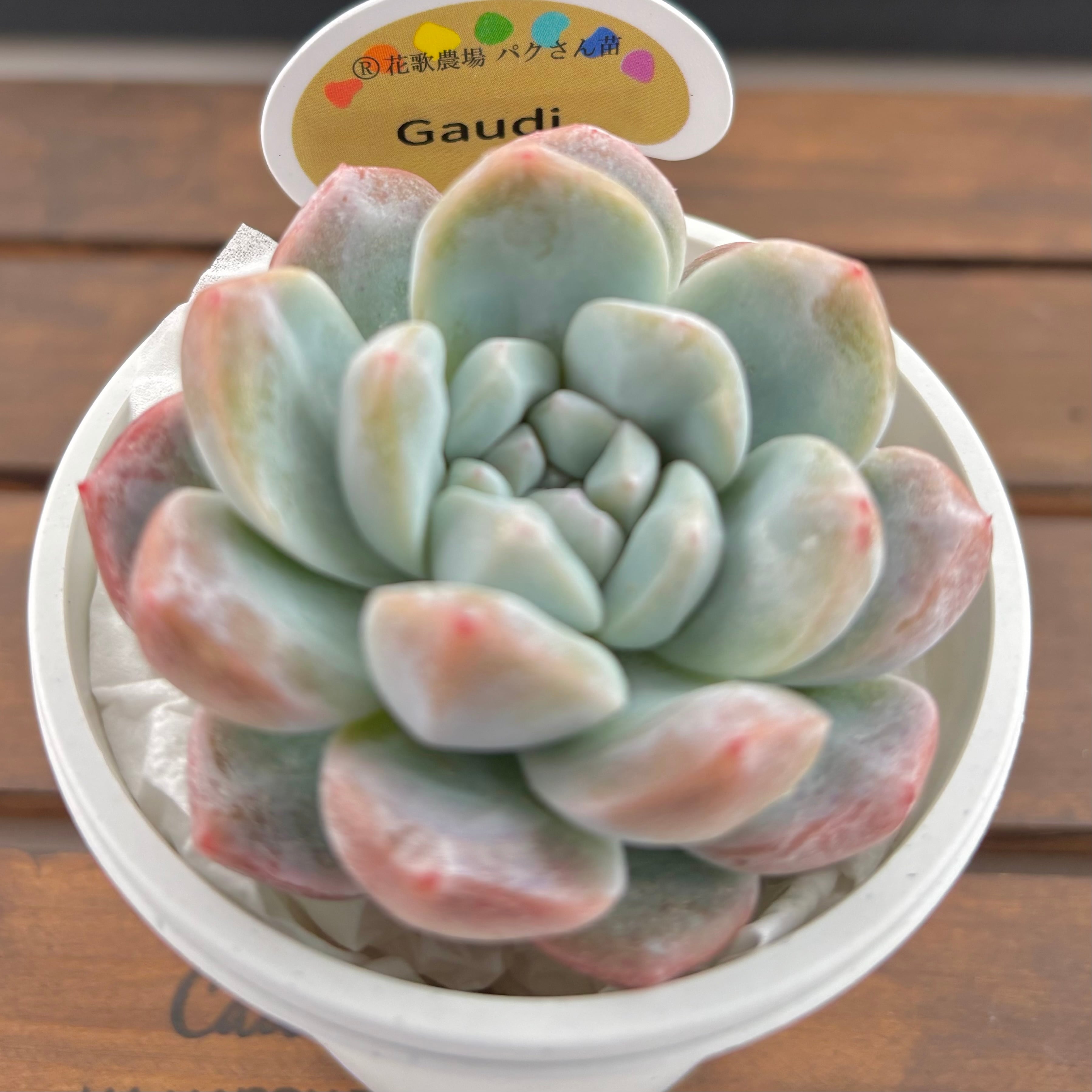 ようせいのしっぽ