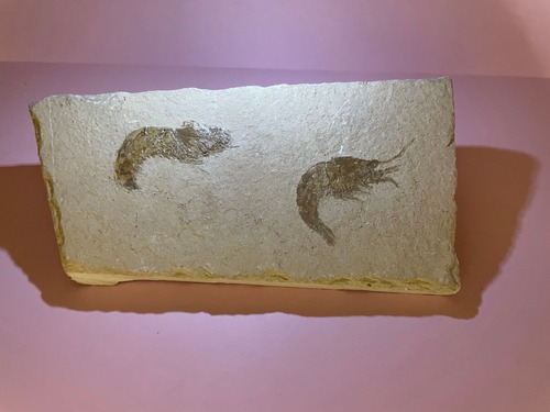 化石　エビ　白亜紀